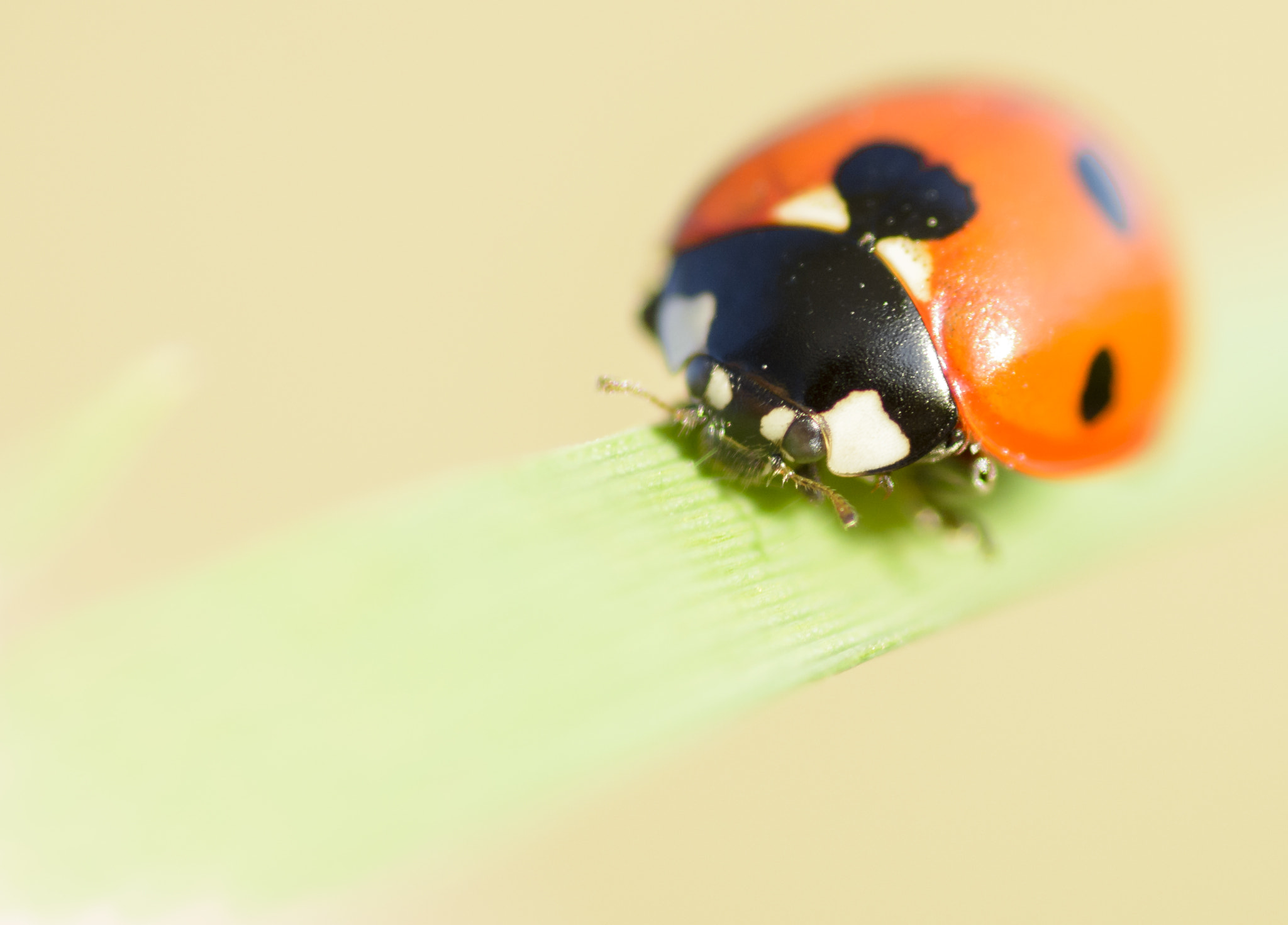 Tamron SP AF 90mm F2.8 Di Macro sample photo. Dreamy photography