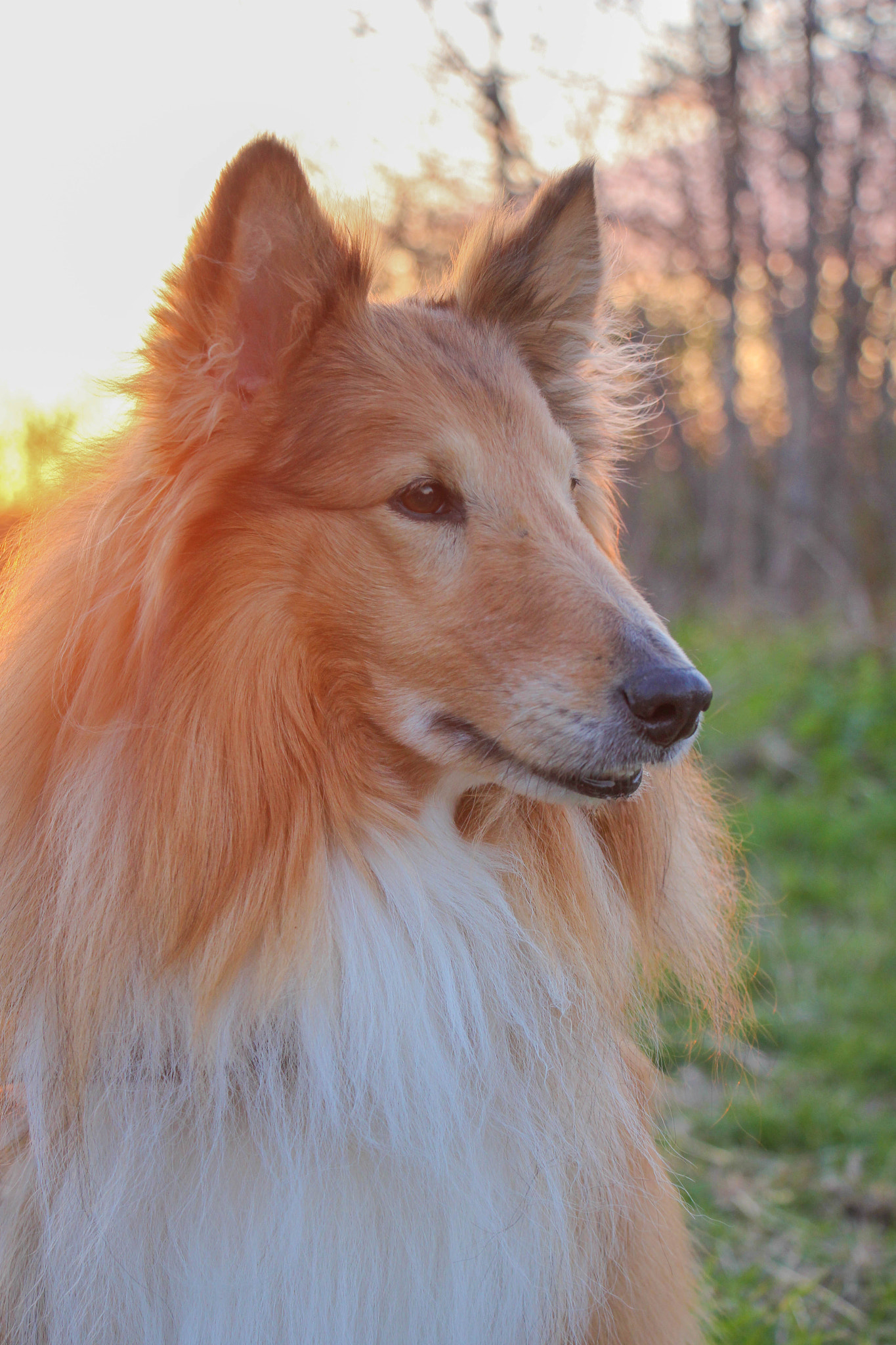 Canon EF-S 18-135mm F3.5-5.6 IS STM sample photo. Doggie photography