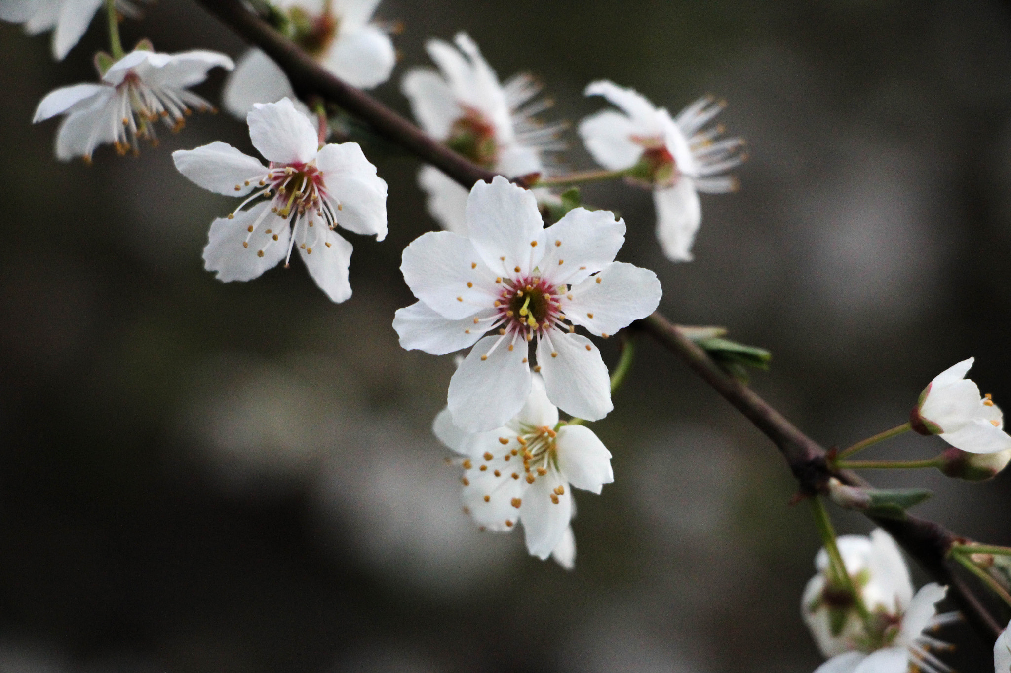 Canon EF-S 18-135mm F3.5-5.6 IS STM sample photo. White flowers photography