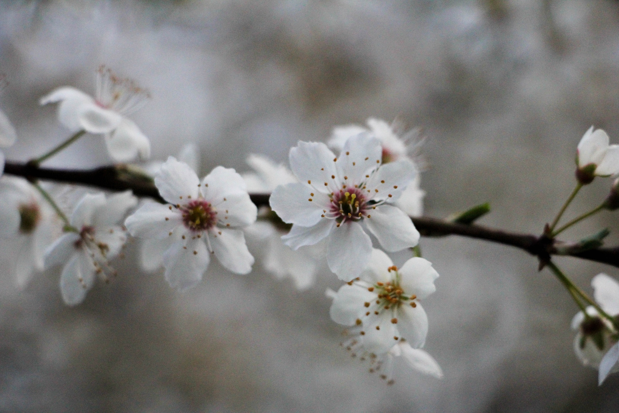 Canon EF-S 18-135mm F3.5-5.6 IS STM sample photo. Flowers photography