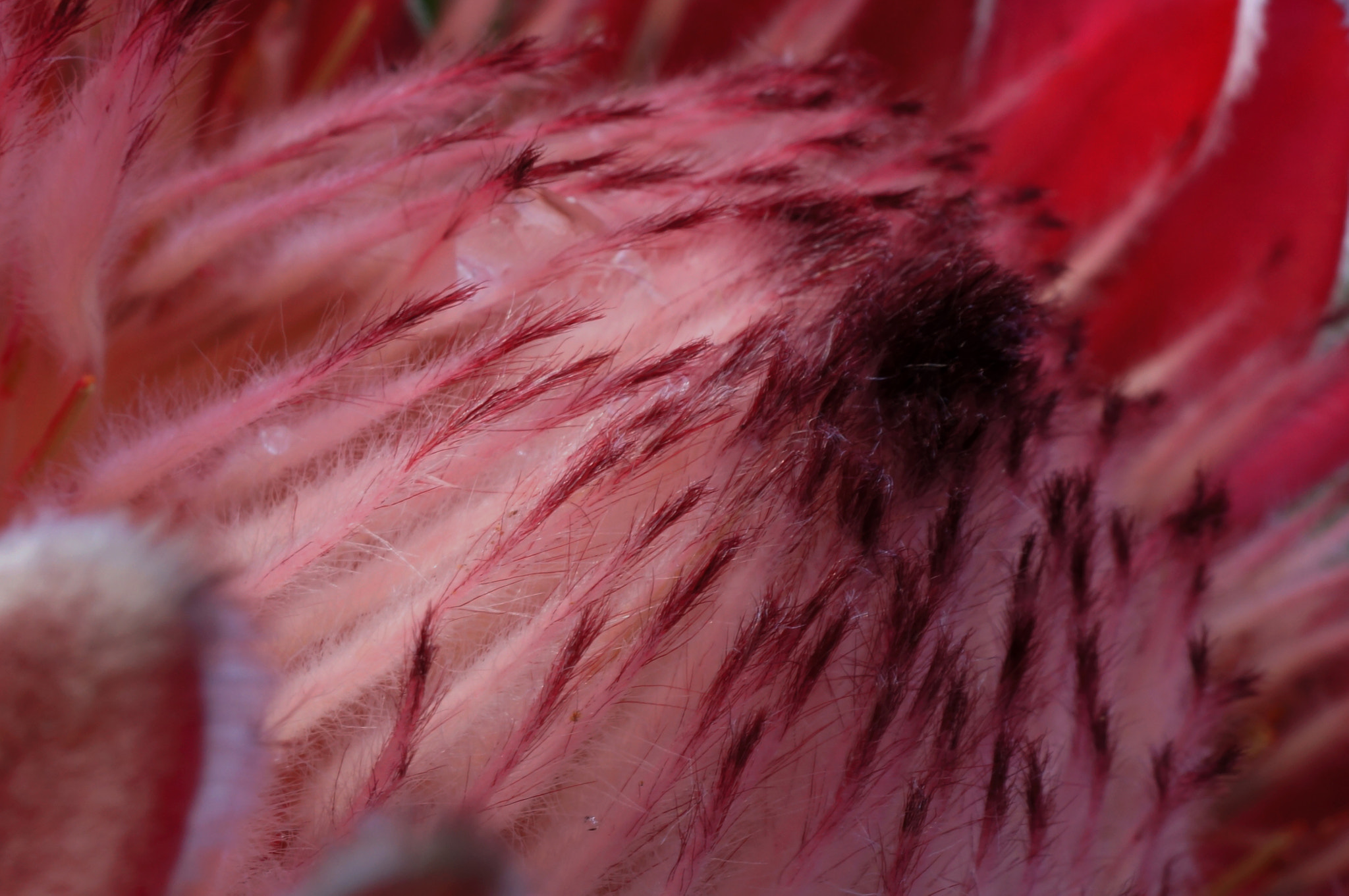 Sony Alpha NEX-5N + Sony E 30mm F3.5 Macro sample photo. Protea pink photography