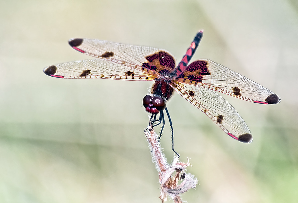 Sigma 70-300mm F4-5.6 APO DG Macro sample photo. Calico pennant photography