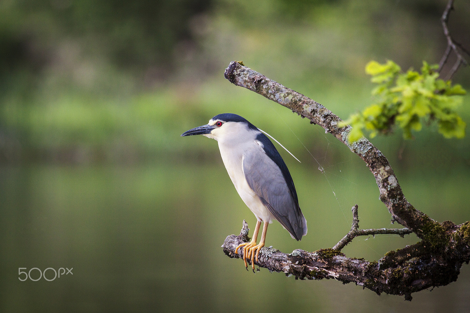 Canon EF 100-400mm F4.5-5.6L IS USM sample photo. Black-crowned night heron photography