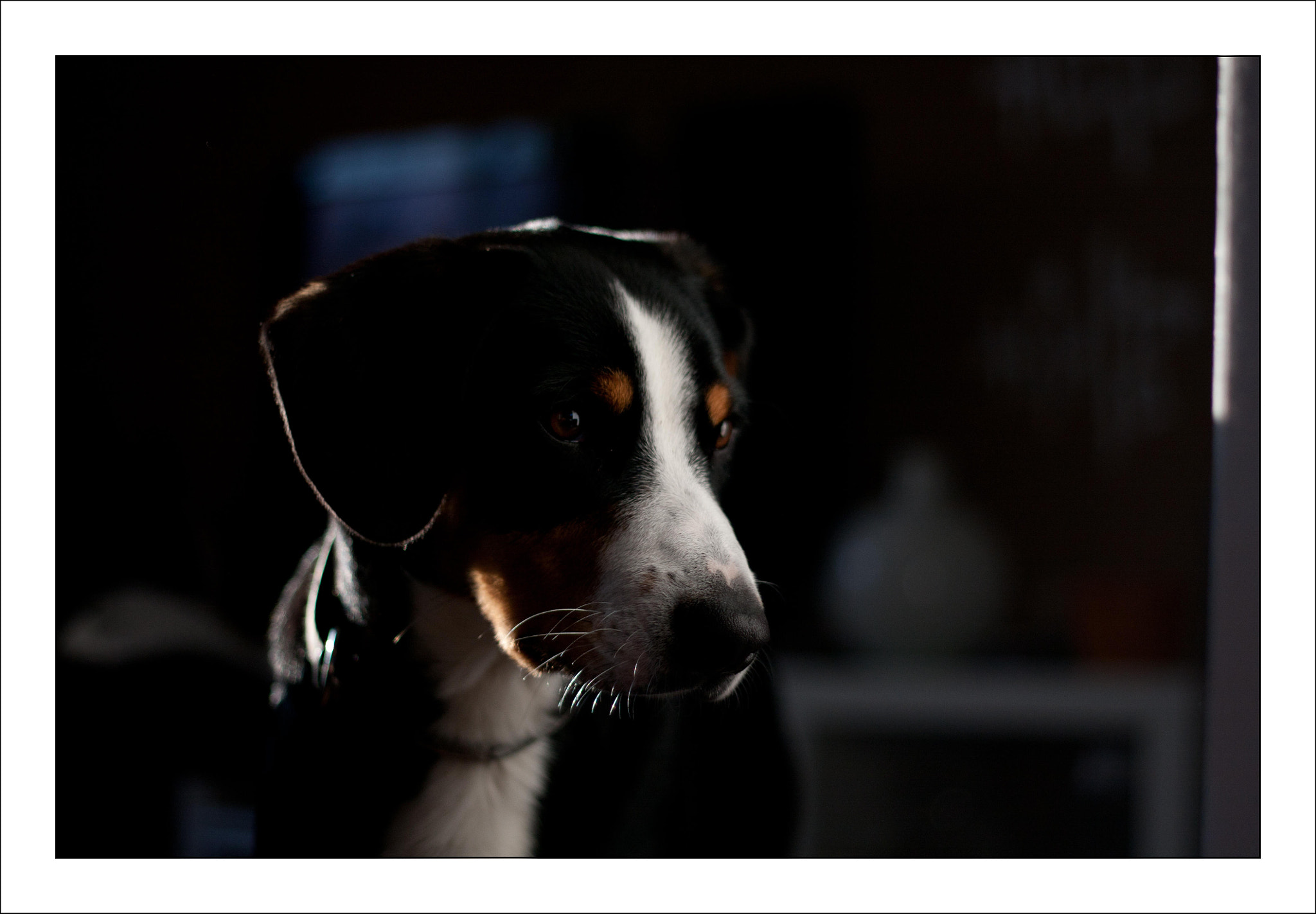 Canon EOS 40D + Canon EF 50mm f/1.8 sample photo. Vico #entlebucher #sennenhund photography