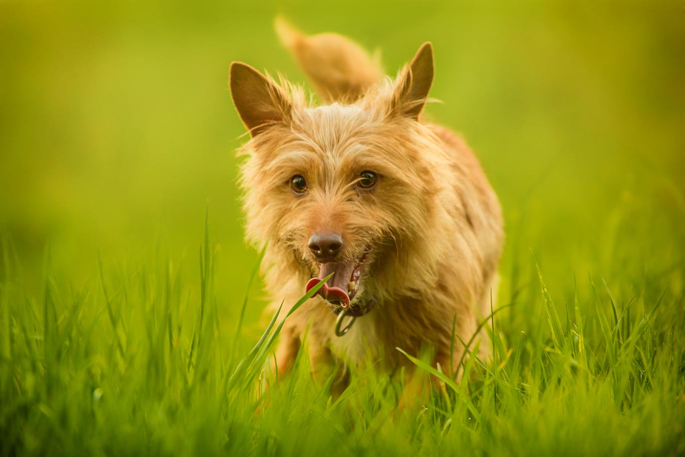 Canon EOS 6D + Canon EF 300mm f/2.8L + 2x sample photo. Tim photography