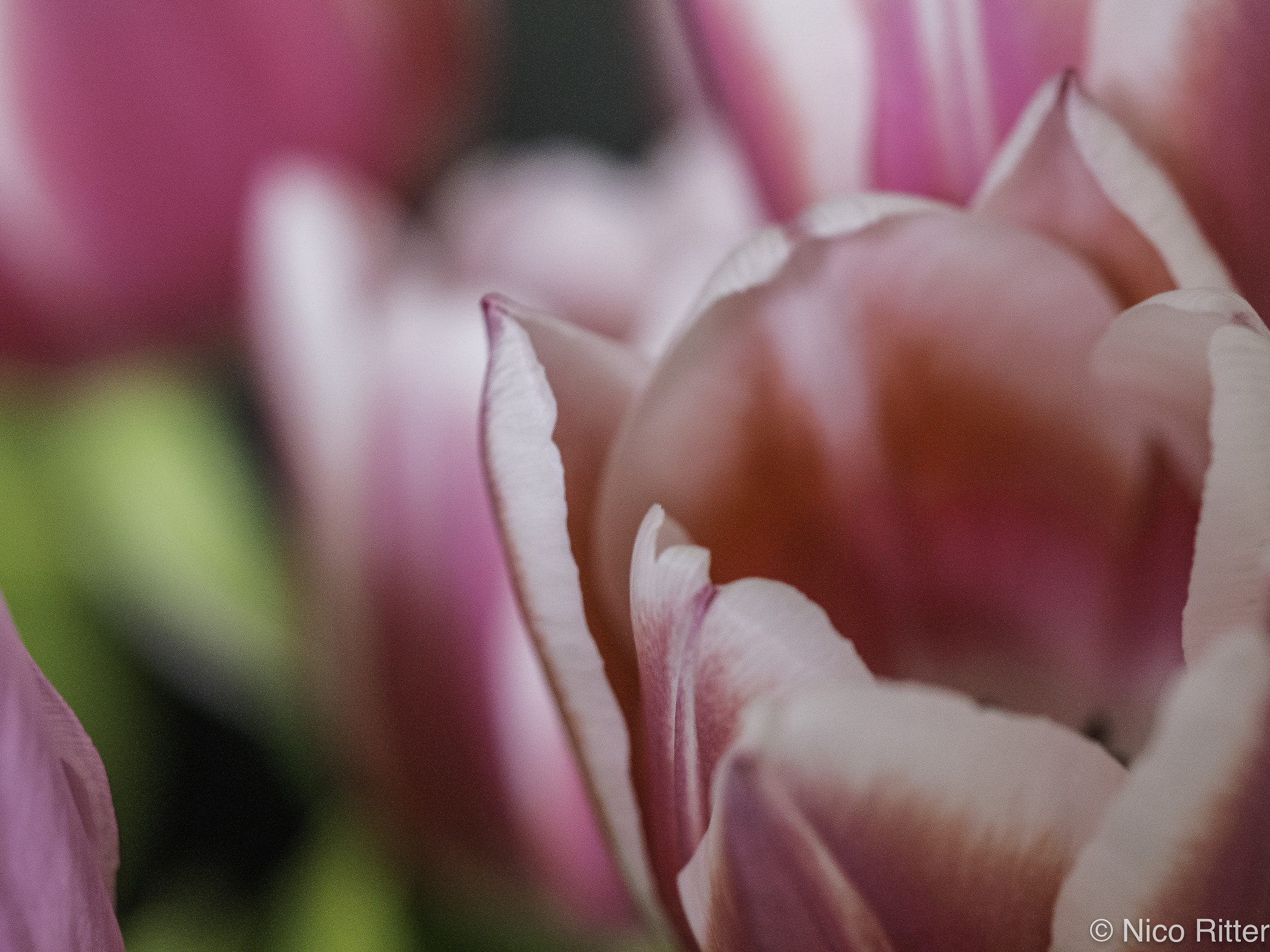 Panasonic Lumix DMC-G5 sample photo. Flowers photography