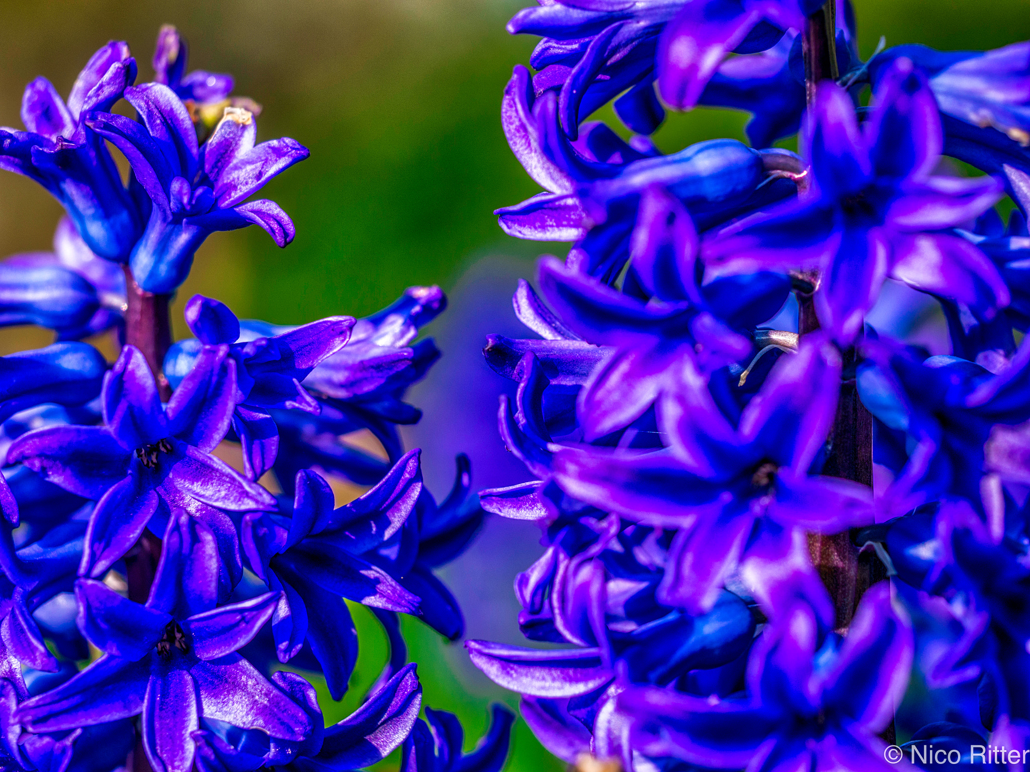 Panasonic Lumix DMC-G5 sample photo. Flowers photography