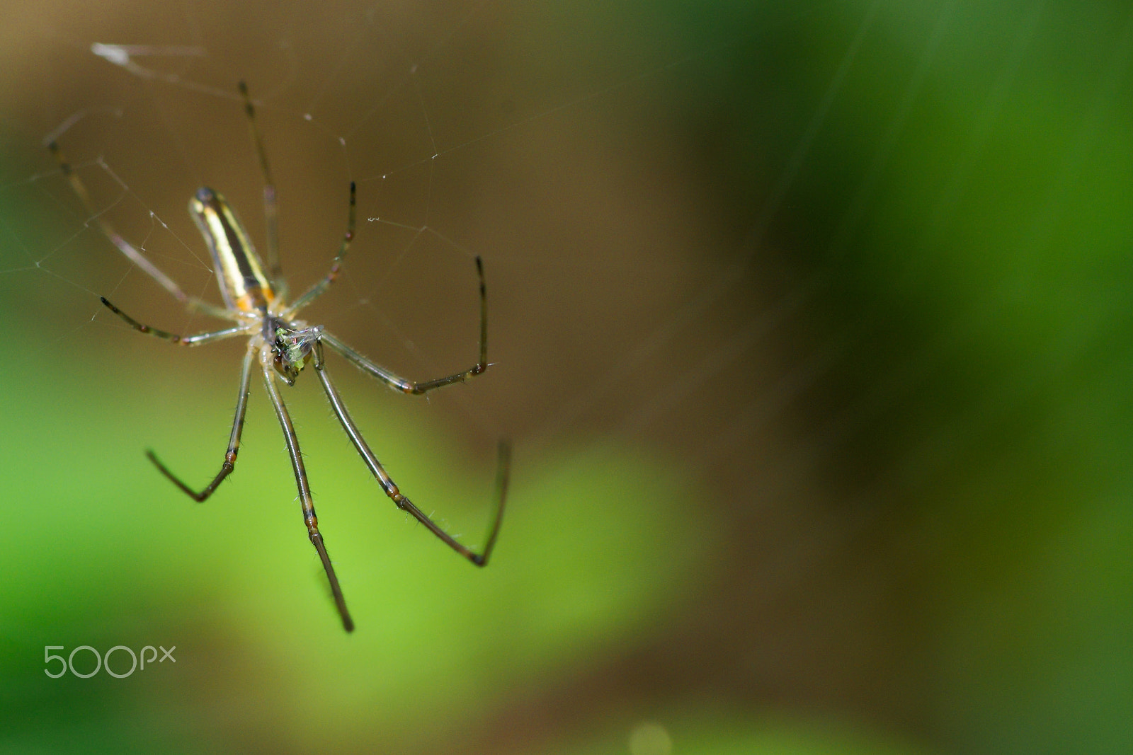 Pentax K-5 II sample photo. Mangiando photography