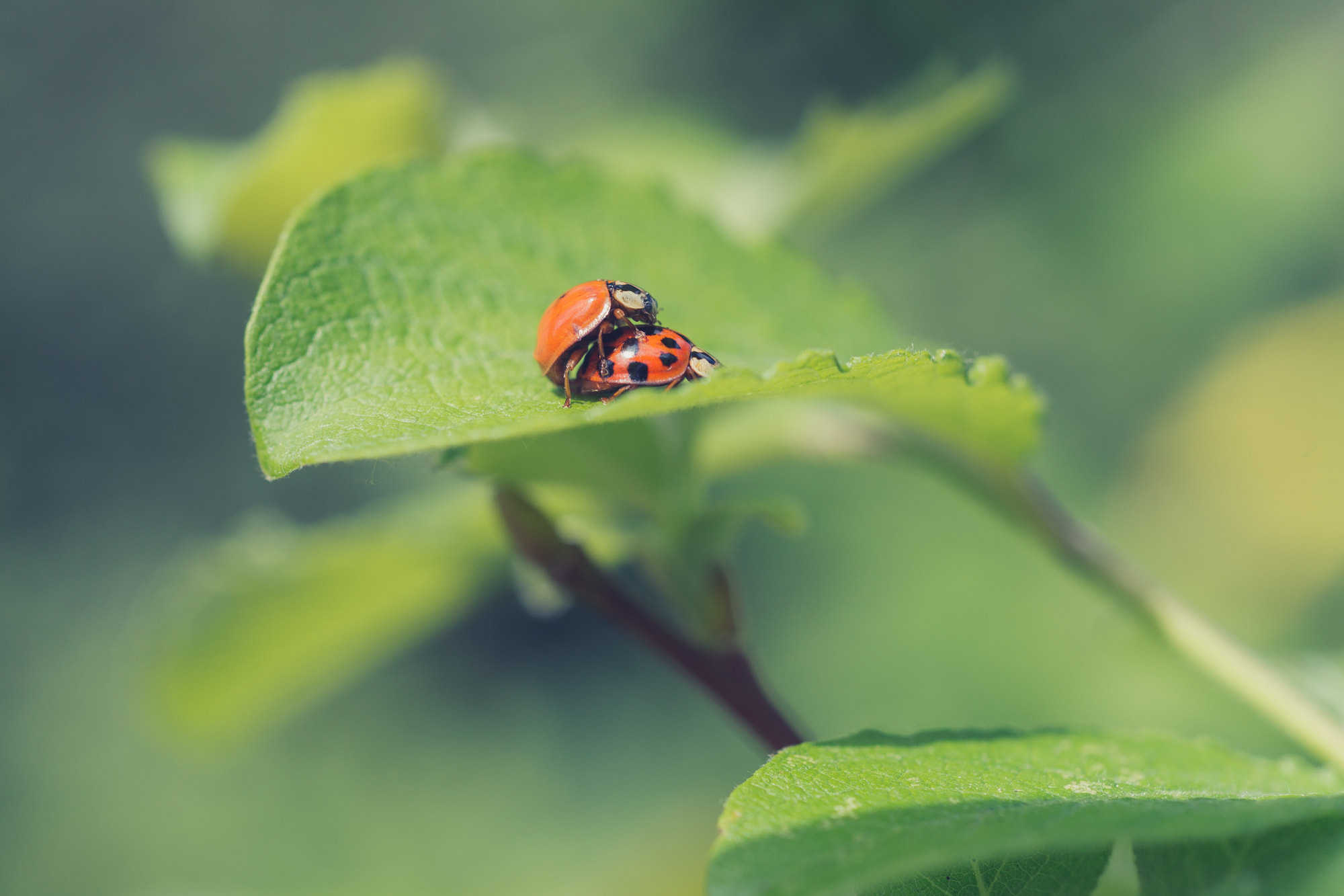 Sony a99 II + MACRO 50mm F2.8 sample photo. You can leave your spots on photography