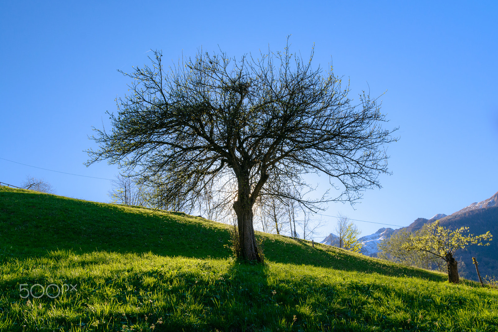 Sigma 17-70mm F2.8-4 DC Macro OS HSM | C sample photo. Tree of light photography
