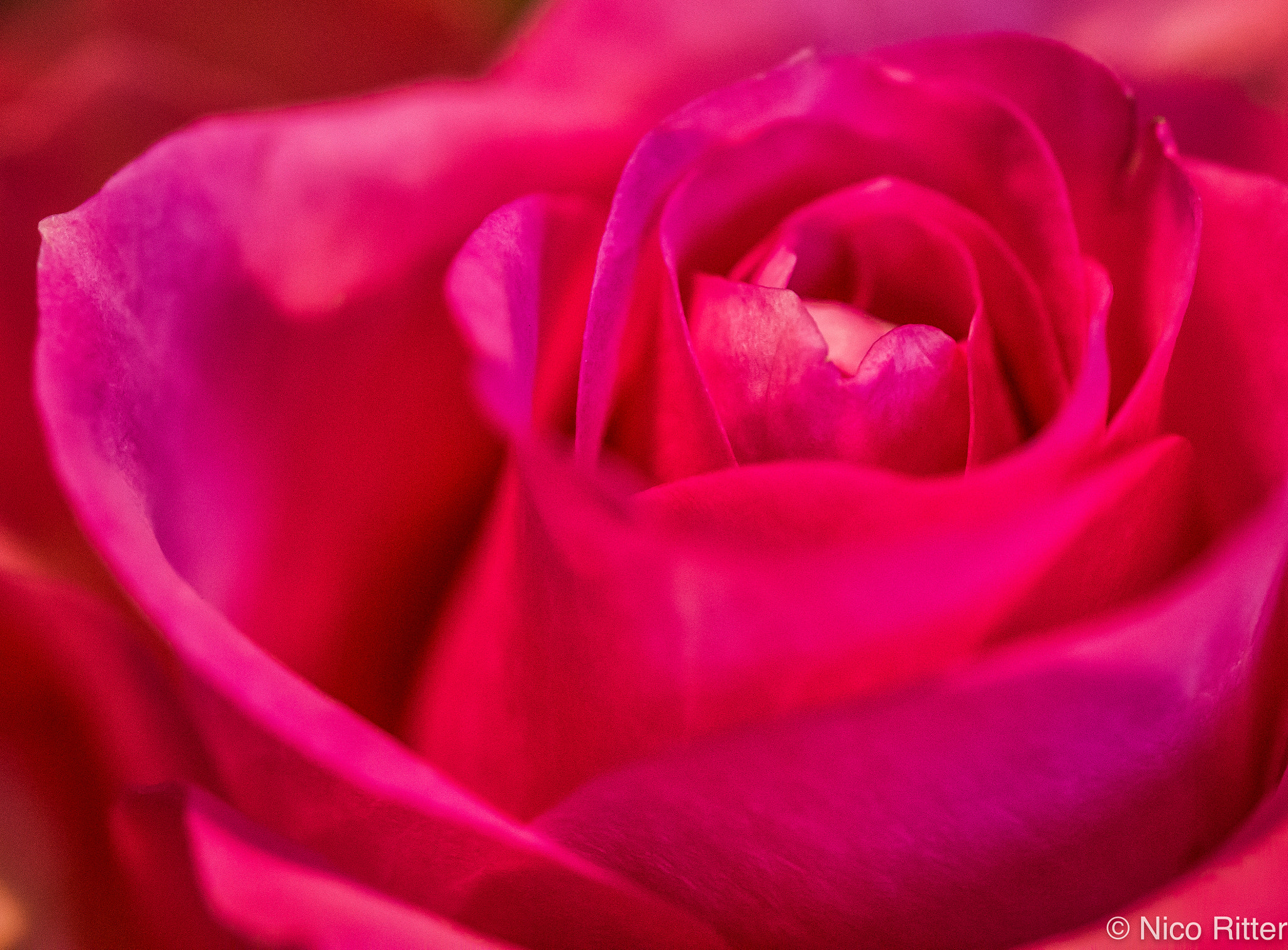 Panasonic Lumix DMC-G5 sample photo. Flowers photography