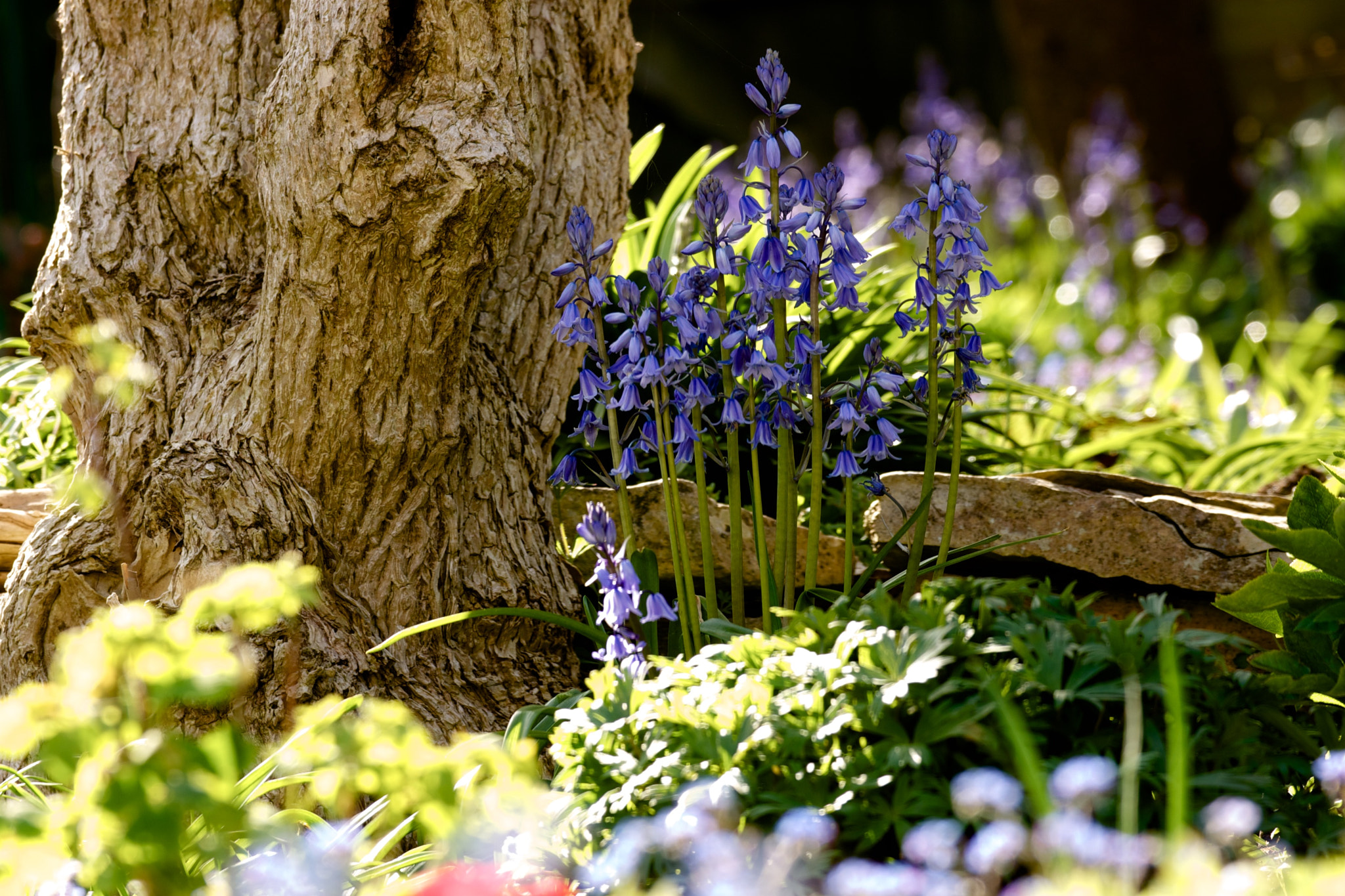 Sony 70-300mm F4.5-5.6 G SSM sample photo. Spanish bluebells photography