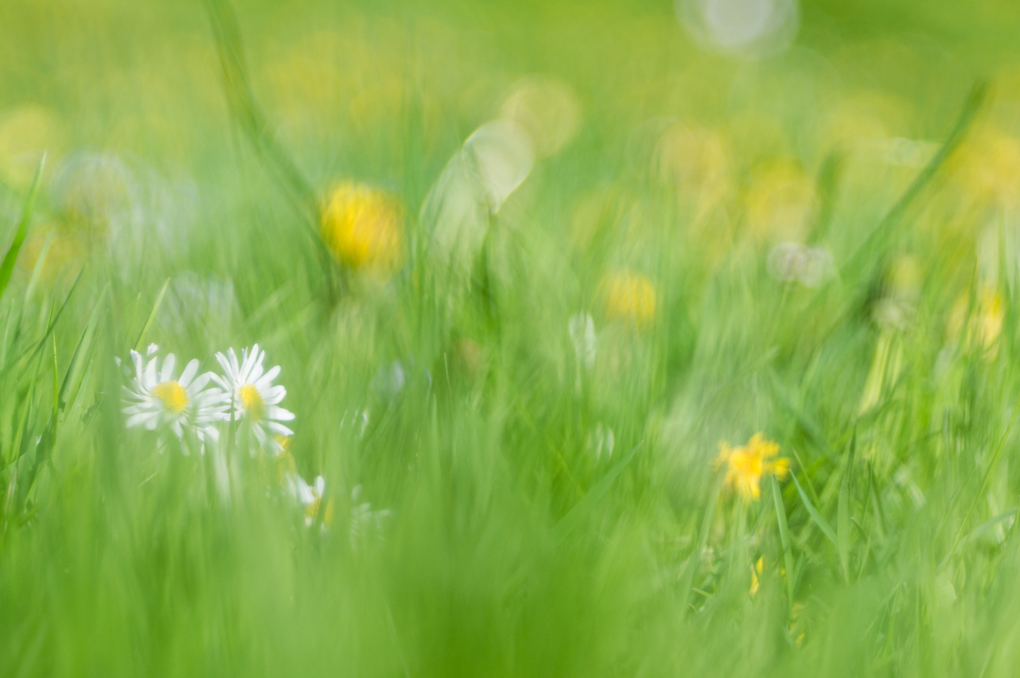Sony Alpha NEX-3 sample photo. Hiding daisies photography