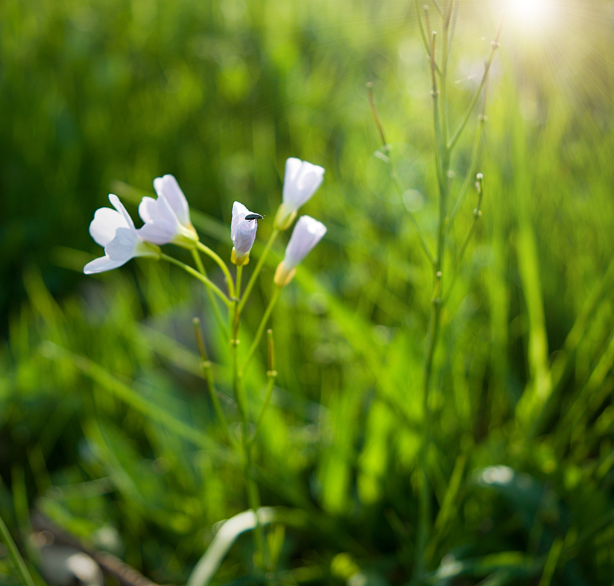 Nikon D3300 + 18.00 - 55.00 mm f/3.5 - 5.6 sample photo. Little beetle photography