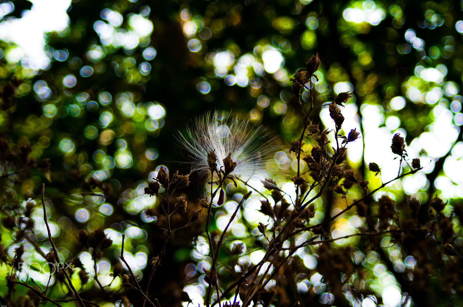 HD Pentax DA 55-300mm F4.0-5.8 ED WR sample photo. Light balls photography