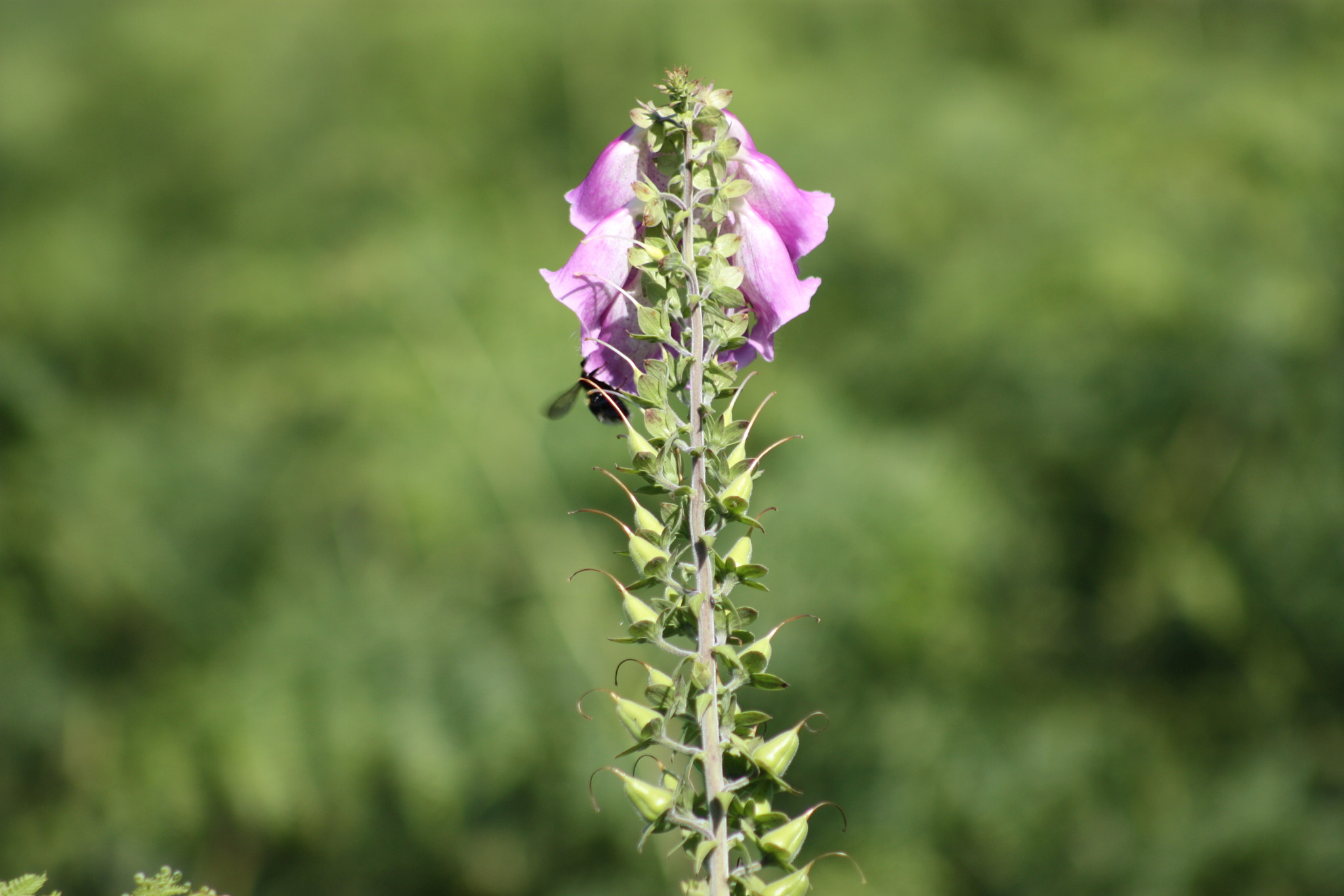 Canon EF 75-300mm f/4-5.6 USM sample photo. Digitalis purpurea photography
