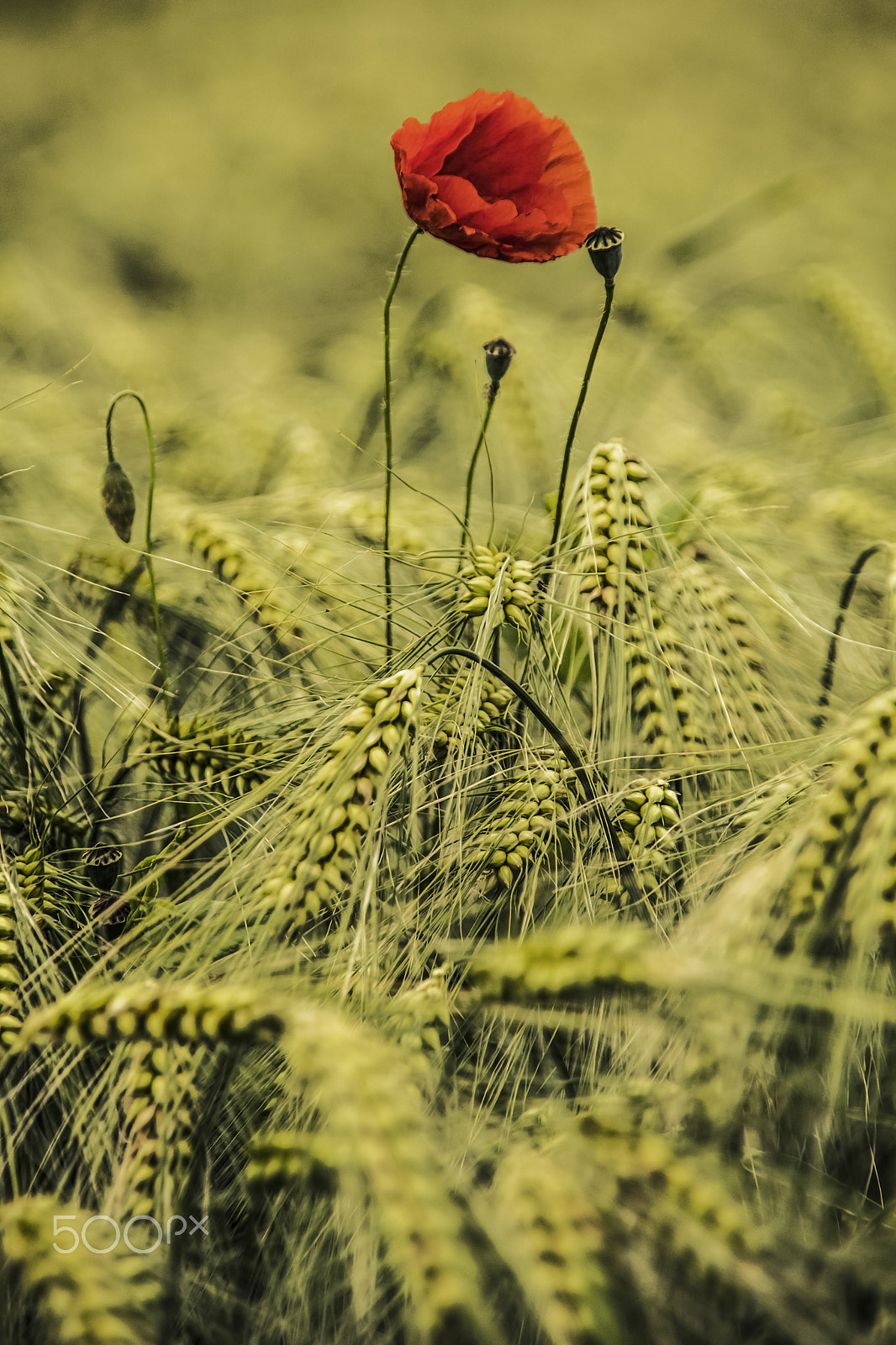 Sigma 18-200mm f/3.5-6.3 DC OS sample photo. Poppy photography
