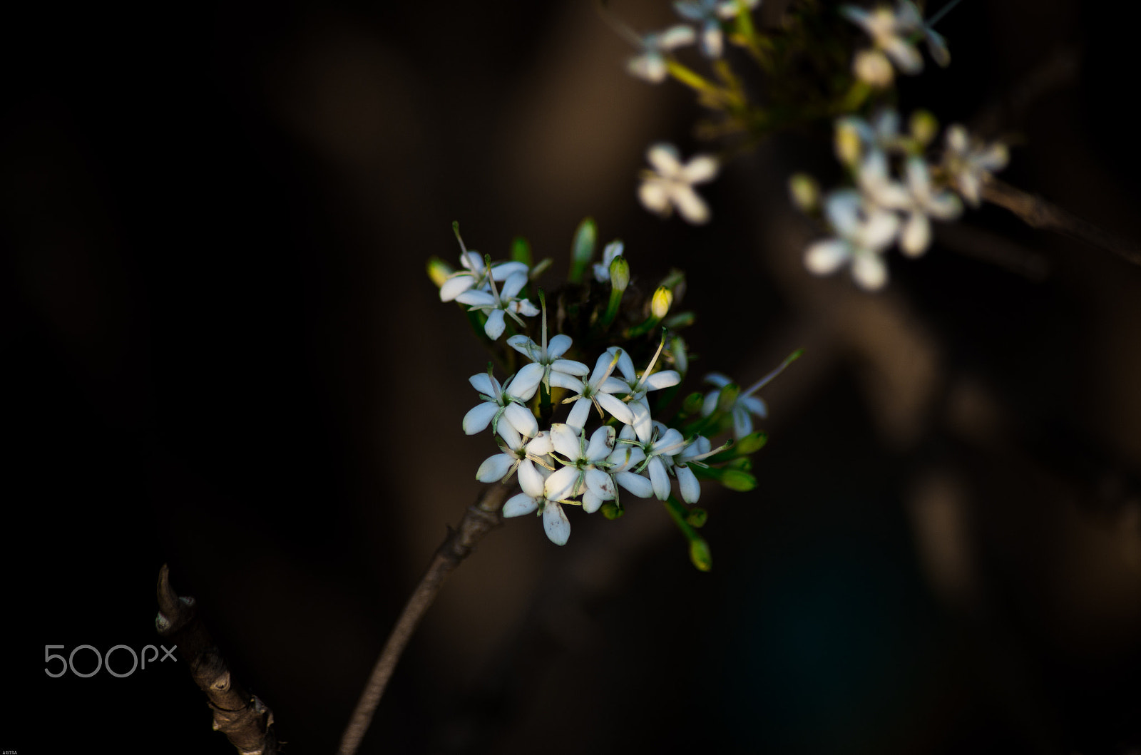 HD Pentax DA 55-300mm F4.0-5.8 ED WR sample photo. Flowers #32 photography