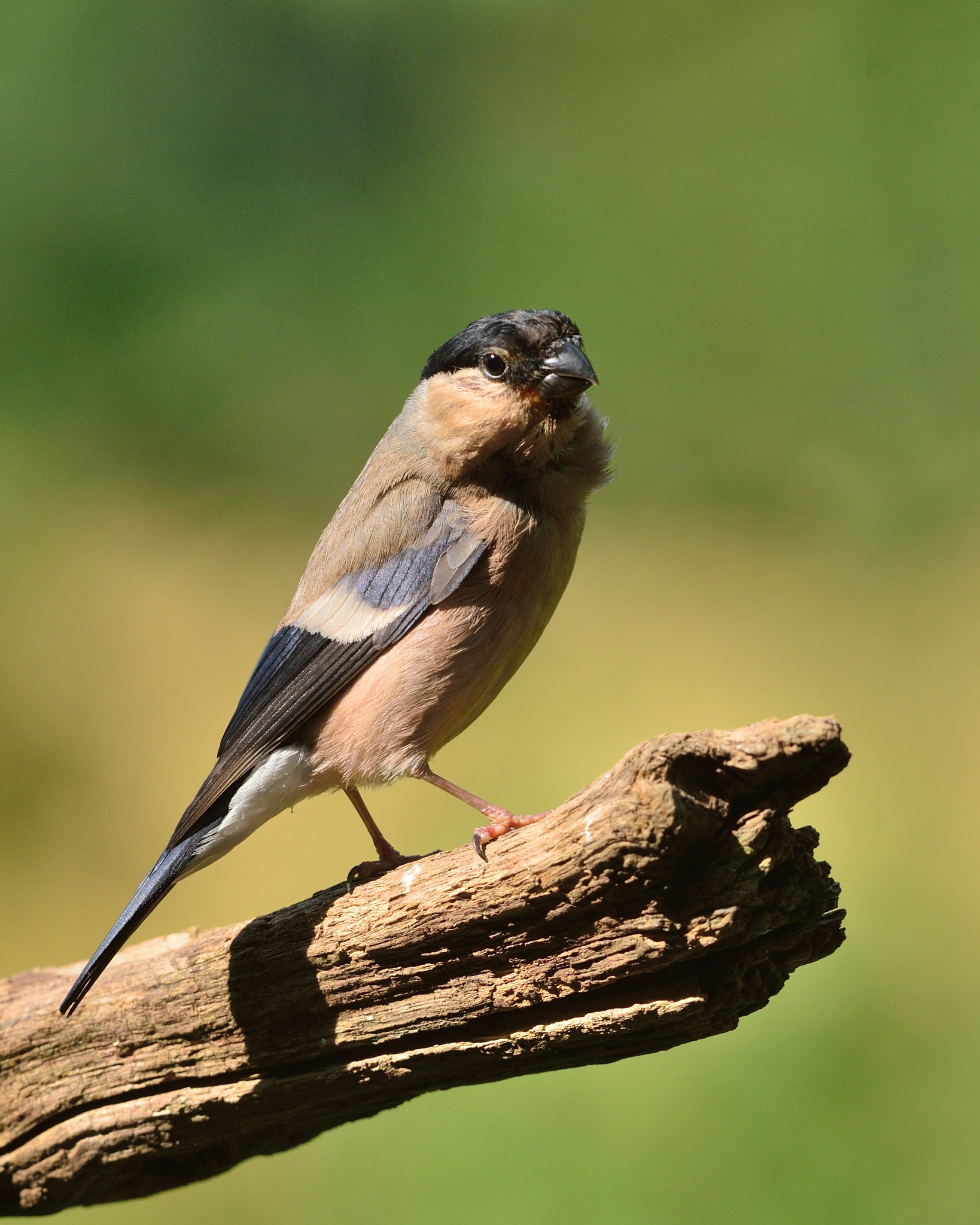 Nikon D600 + Nikon AF-S Nikkor 400mm F2.8D ED-IF II sample photo. Goudvink photography