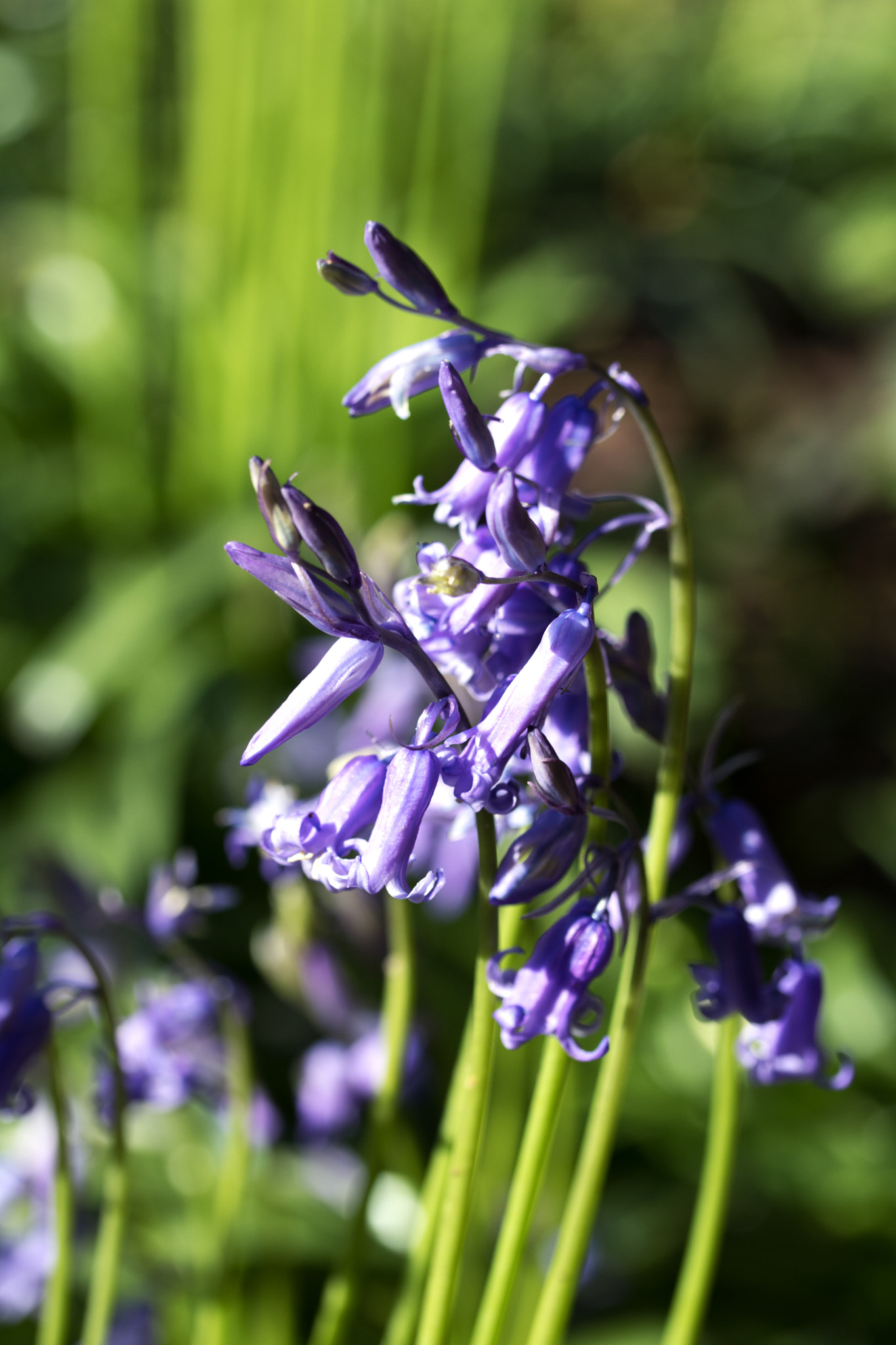 Canon EF-S 60mm F2.8 Macro USM sample photo. Bluebell photography