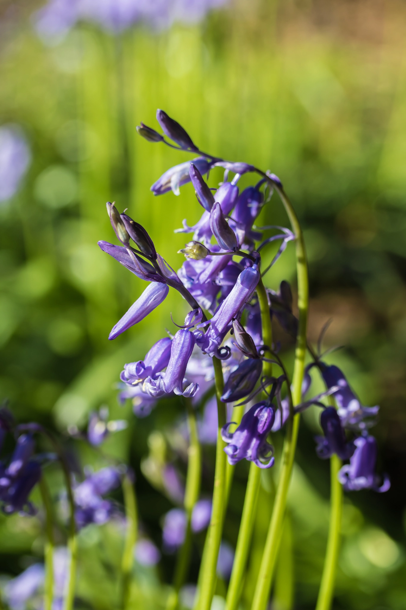 Canon EF-S 60mm F2.8 Macro USM sample photo. Bluebell photography