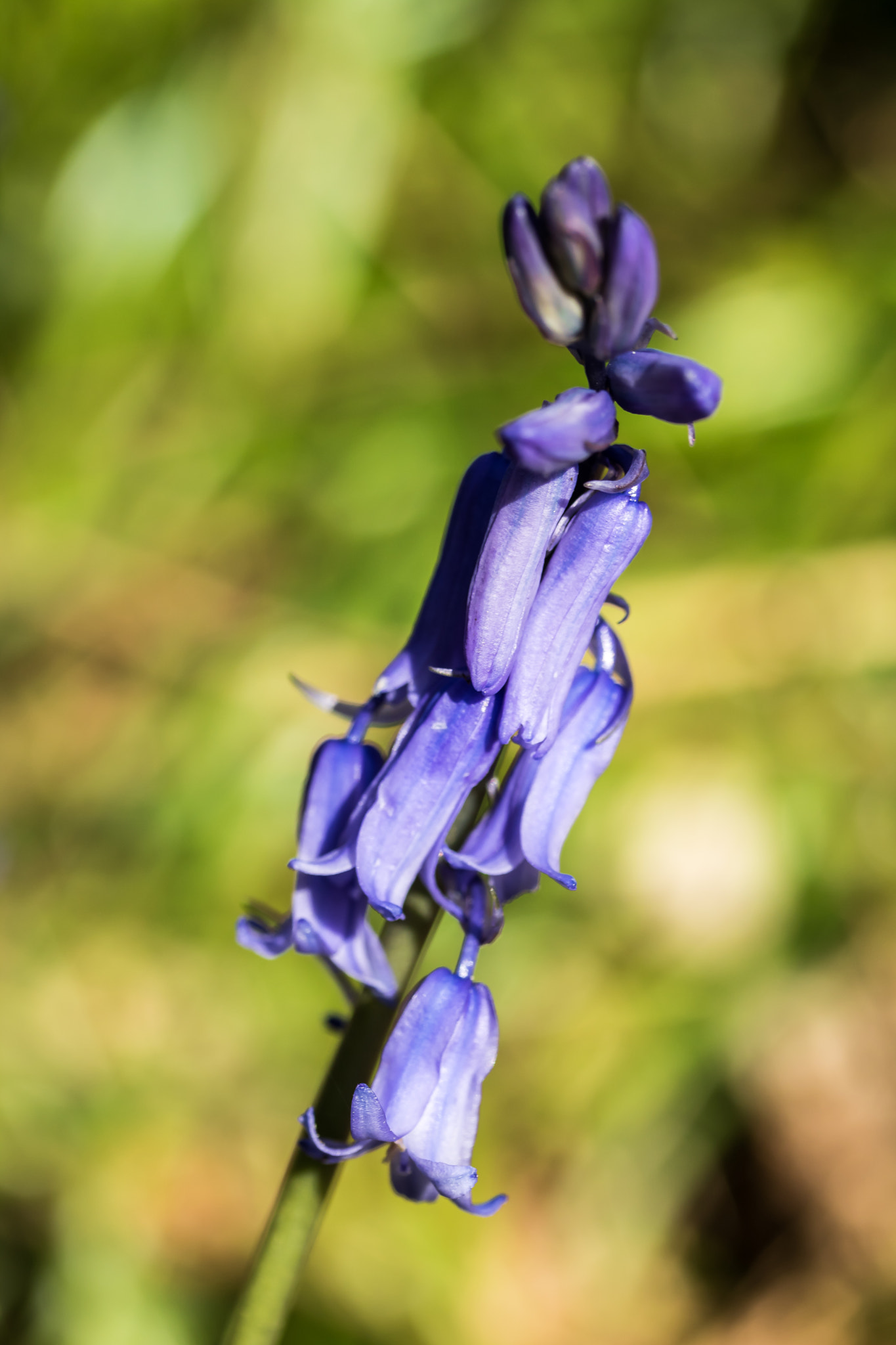 Canon EF-S 60mm F2.8 Macro USM sample photo. Bluebell photography