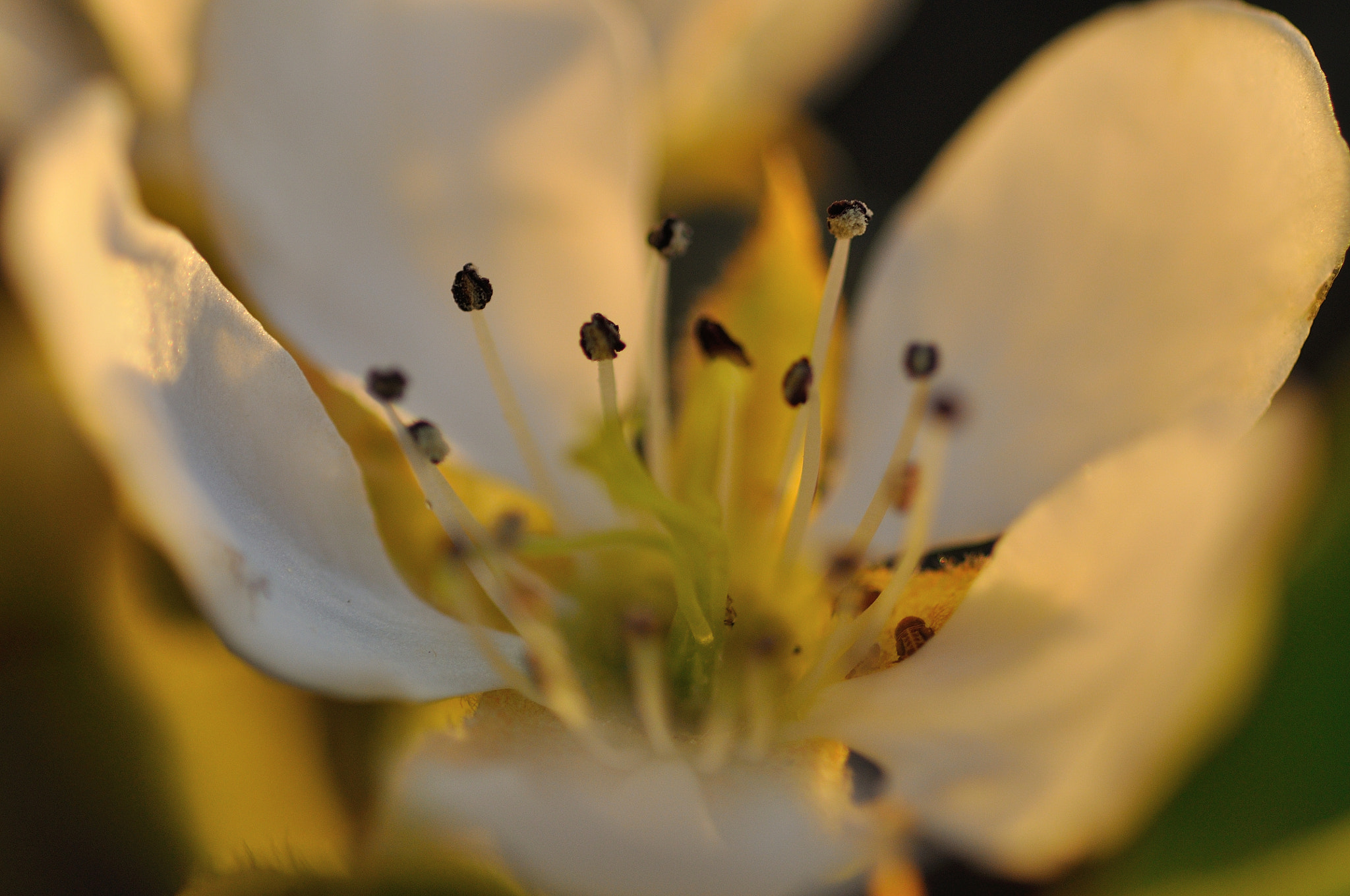 Tamron SP AF 90mm F2.8 Di Macro sample photo. Pear blossom i photography