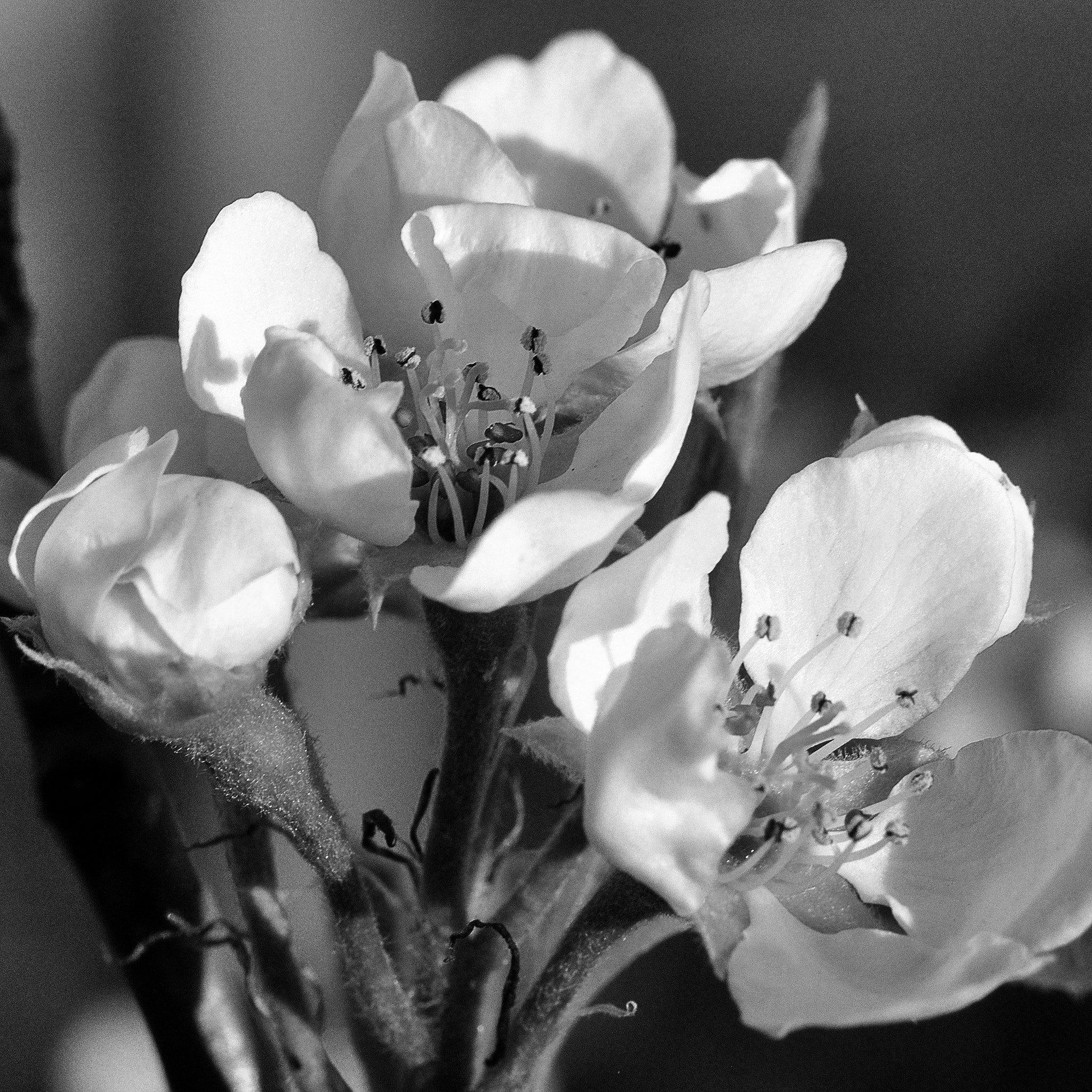 Tamron SP AF 90mm F2.8 Di Macro sample photo. Pear blossom ii photography