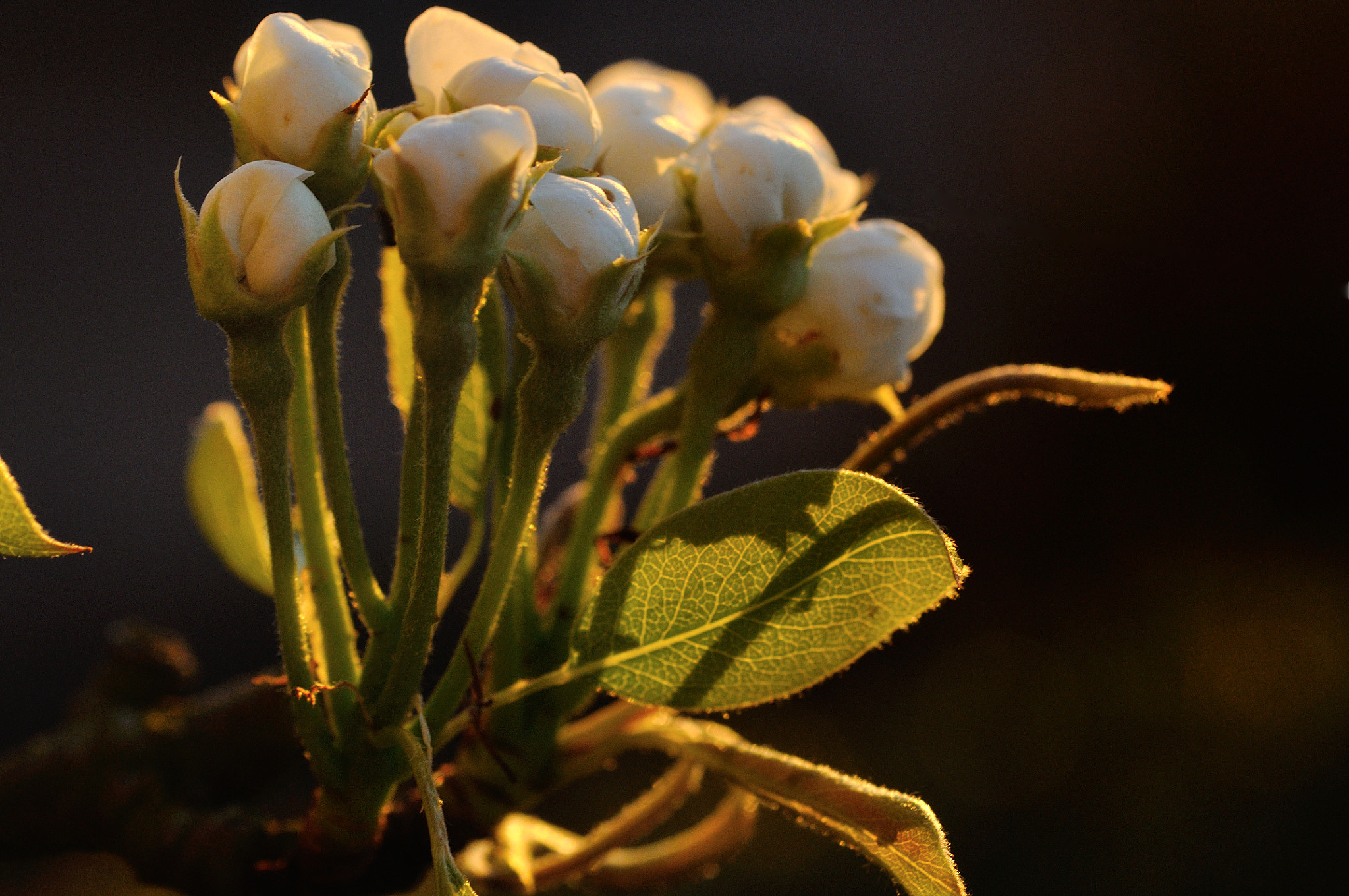 Tamron SP AF 90mm F2.8 Di Macro sample photo. Pear blossom iv photography