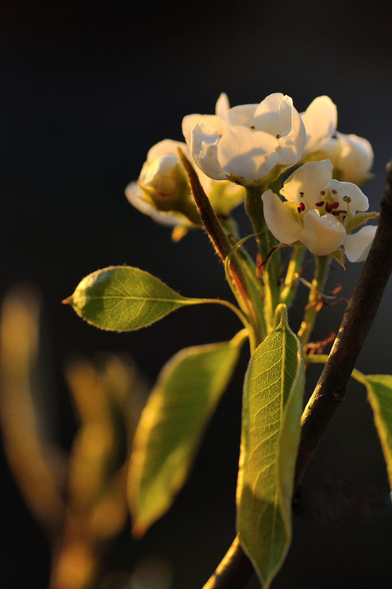 Tamron SP AF 90mm F2.8 Di Macro sample photo. Pear blossom iii photography