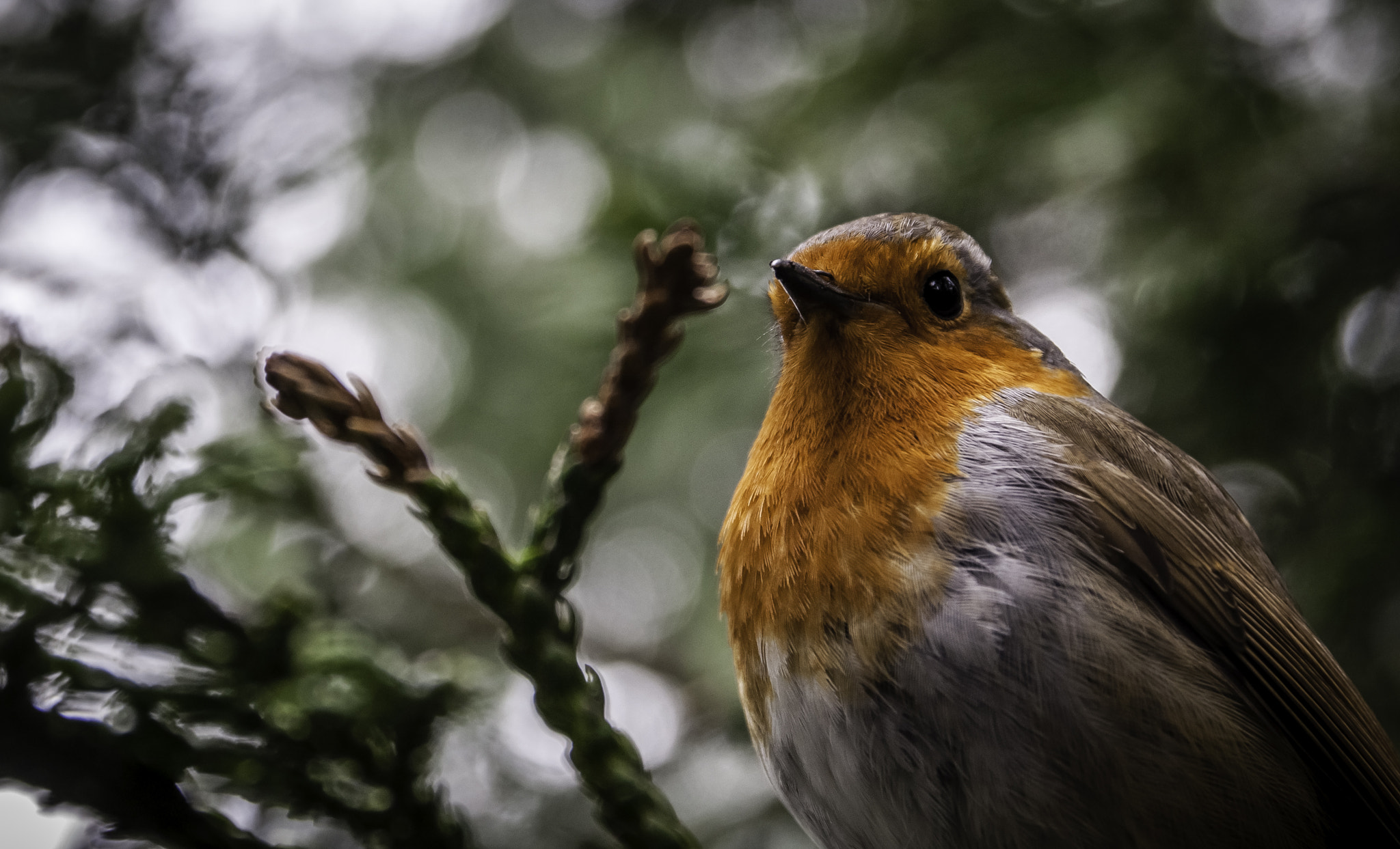Sigma 17-70mm F2.8-4 DC Macro OS HSM | C sample photo. Robin photography