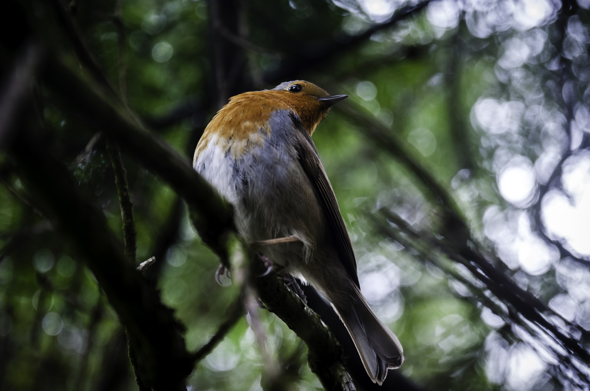 Sigma 17-70mm F2.8-4 DC Macro OS HSM | C sample photo. Robin photography