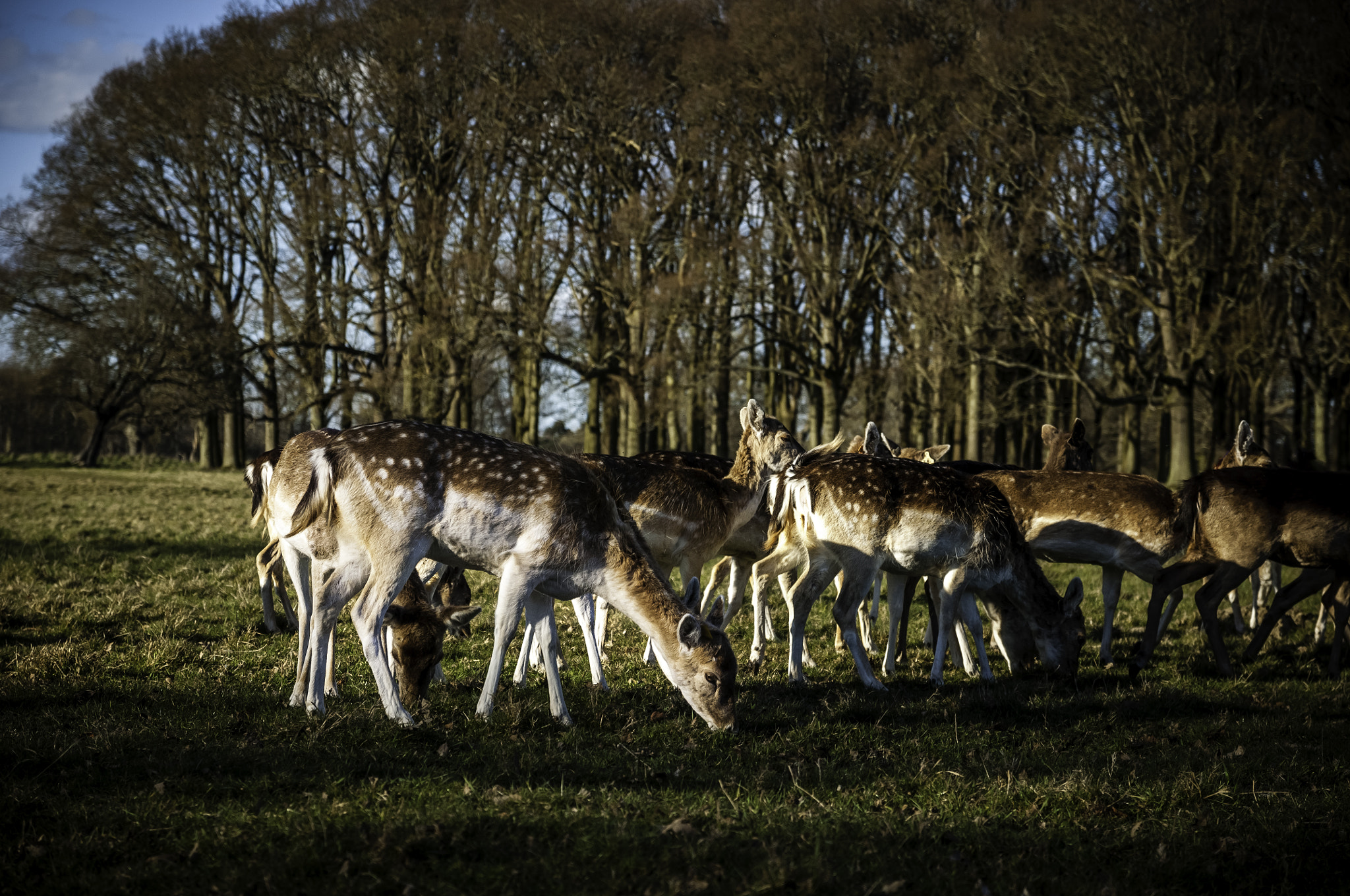 Nikon D90 + Sigma 17-70mm F2.8-4 DC Macro OS HSM | C sample photo. Deers of dublin photography