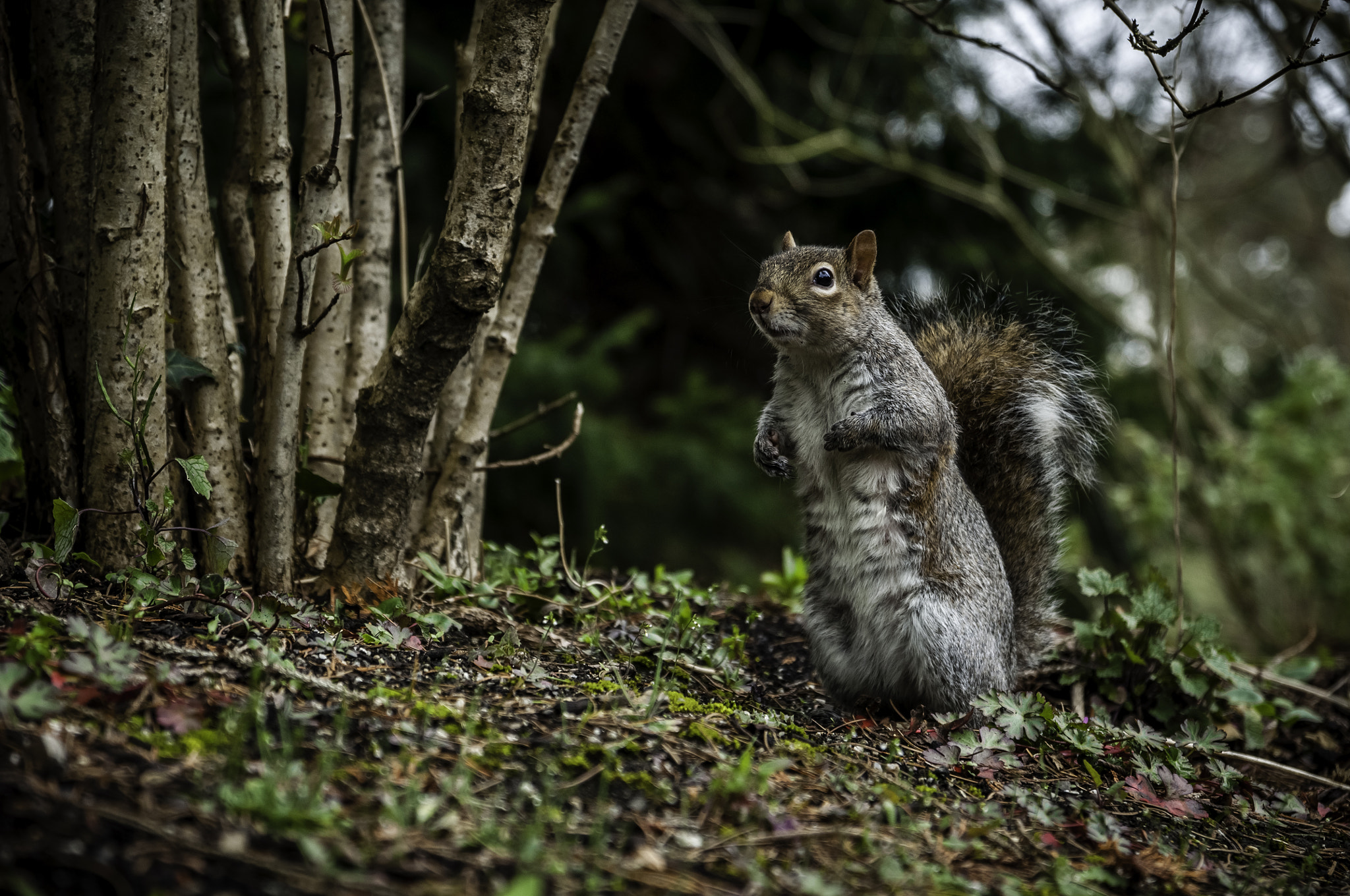 Nikon D90 + Sigma 17-70mm F2.8-4 DC Macro OS HSM | C sample photo. Mr squirrel photography