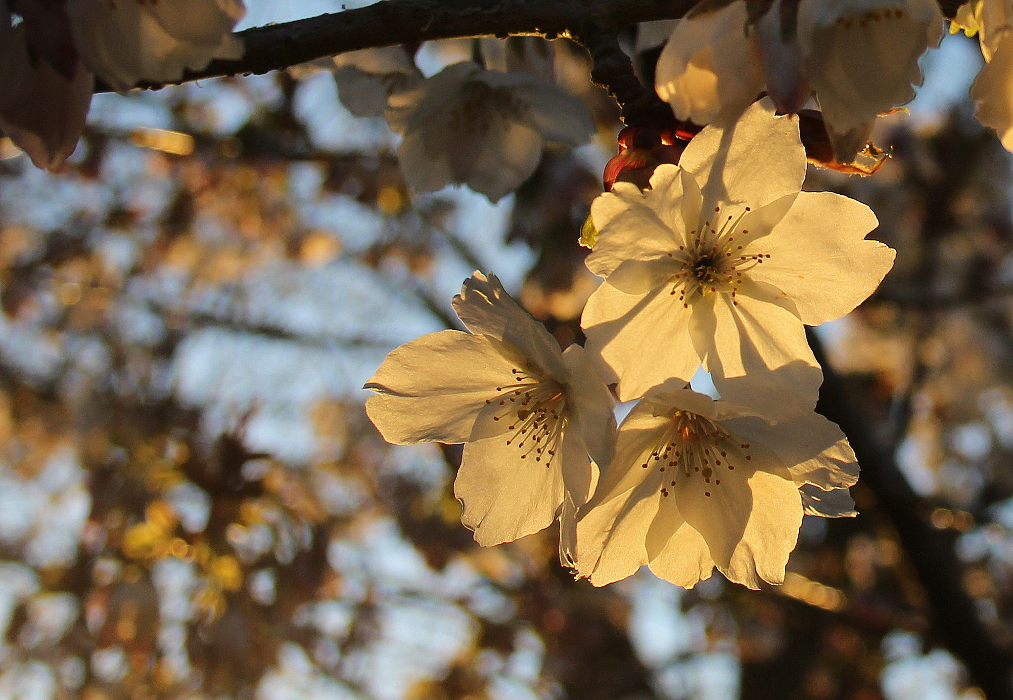 Canon EF-S 18-55mm F3.5-5.6 sample photo. Cherry blossom in early morning sun photography