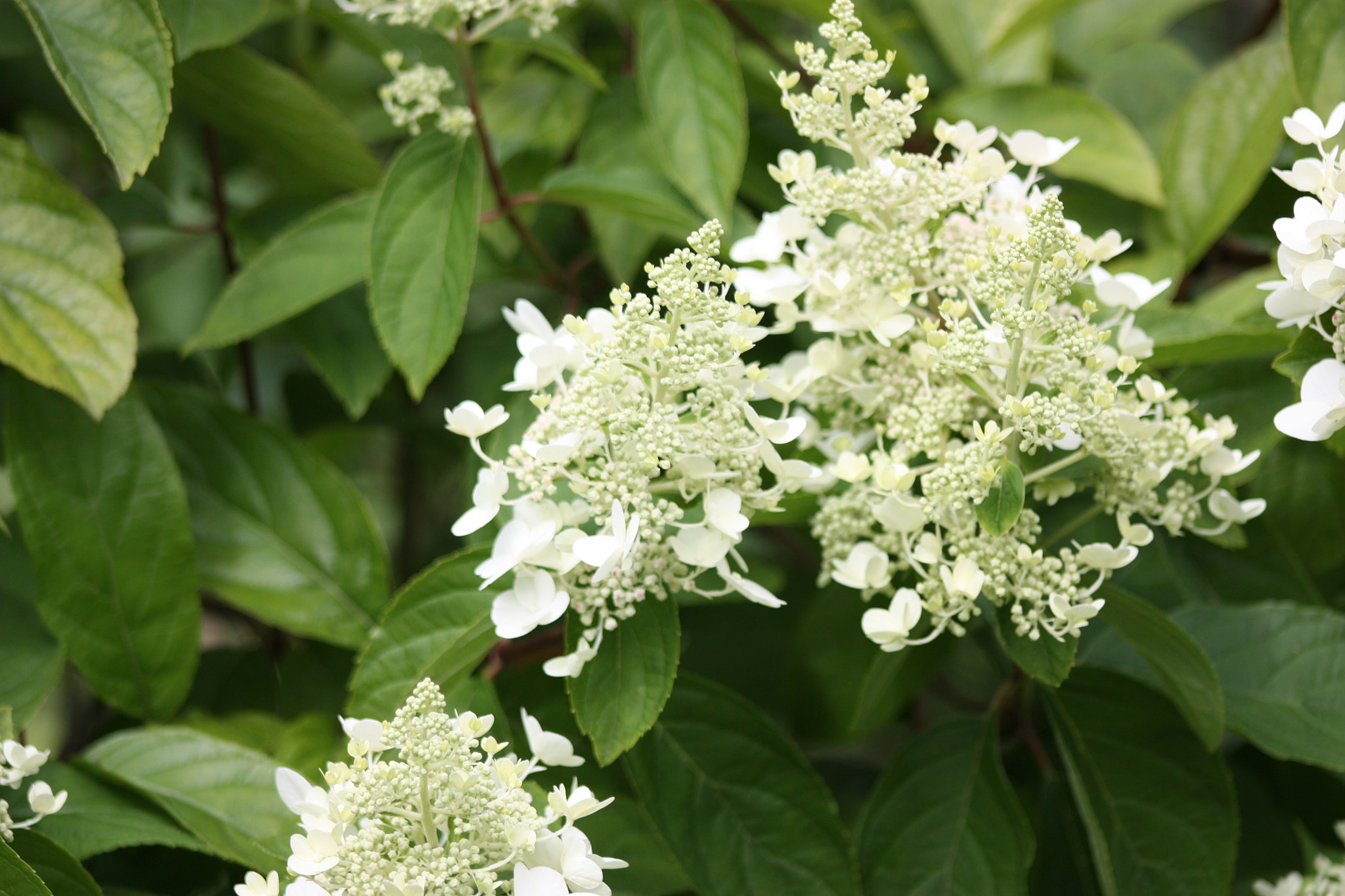 Canon EF 75-300mm f/4-5.6 USM sample photo. White & green photography