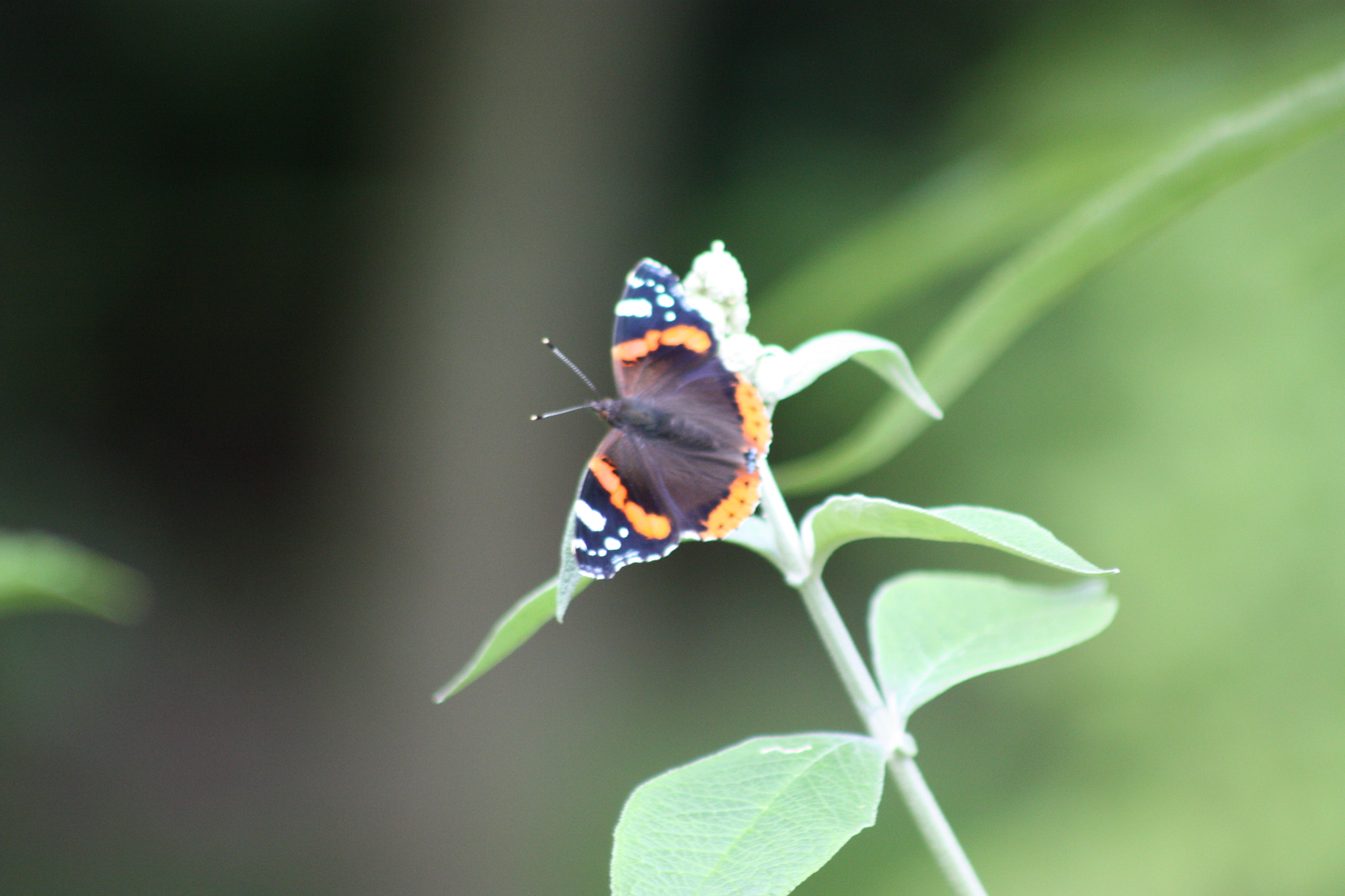 Canon EF 75-300mm f/4-5.6 USM sample photo. Vanessa atalanta photography