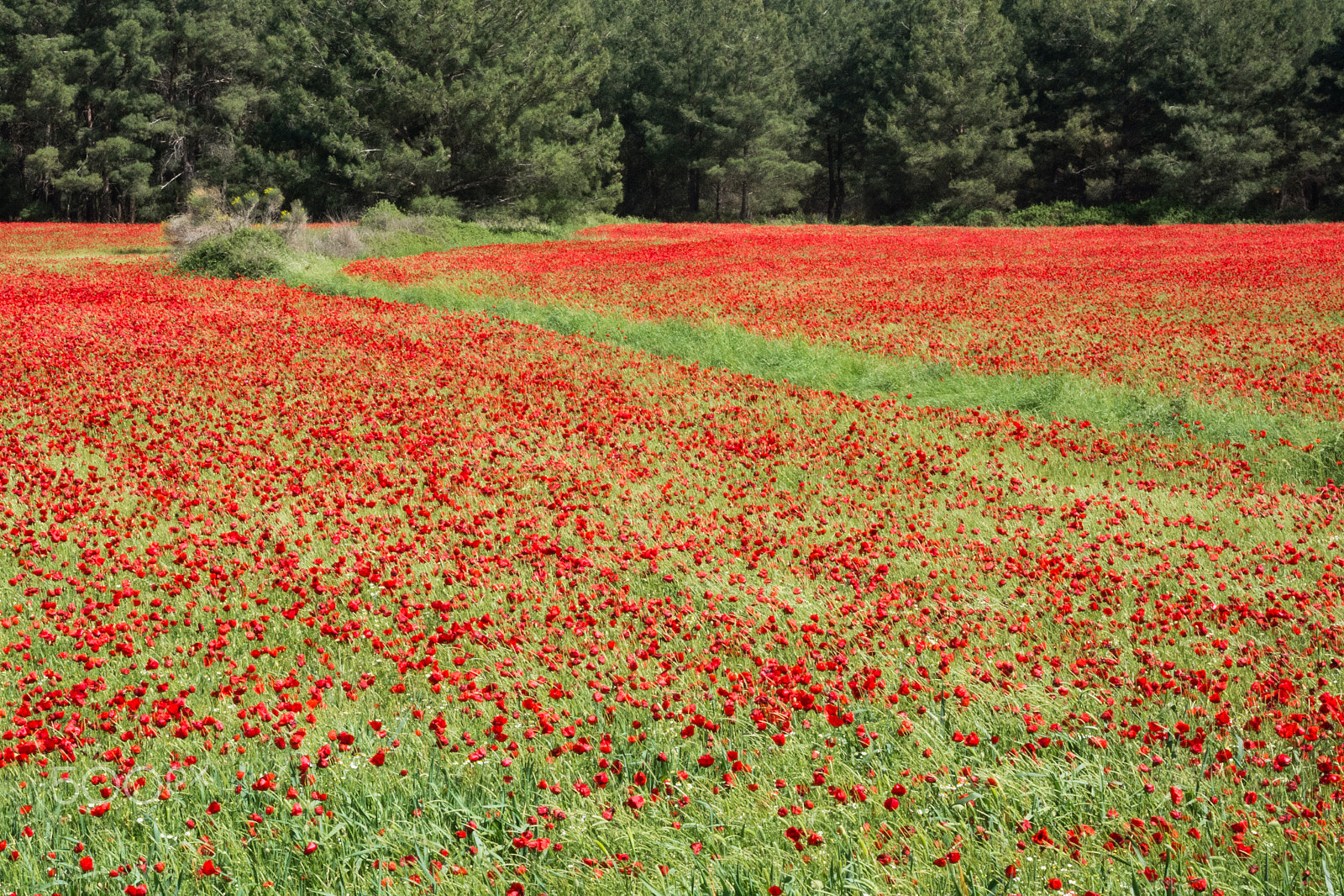 Sigma 17-70mm F2.8-4 DC Macro OS HSM sample photo. Spring in poppy red 1 photography