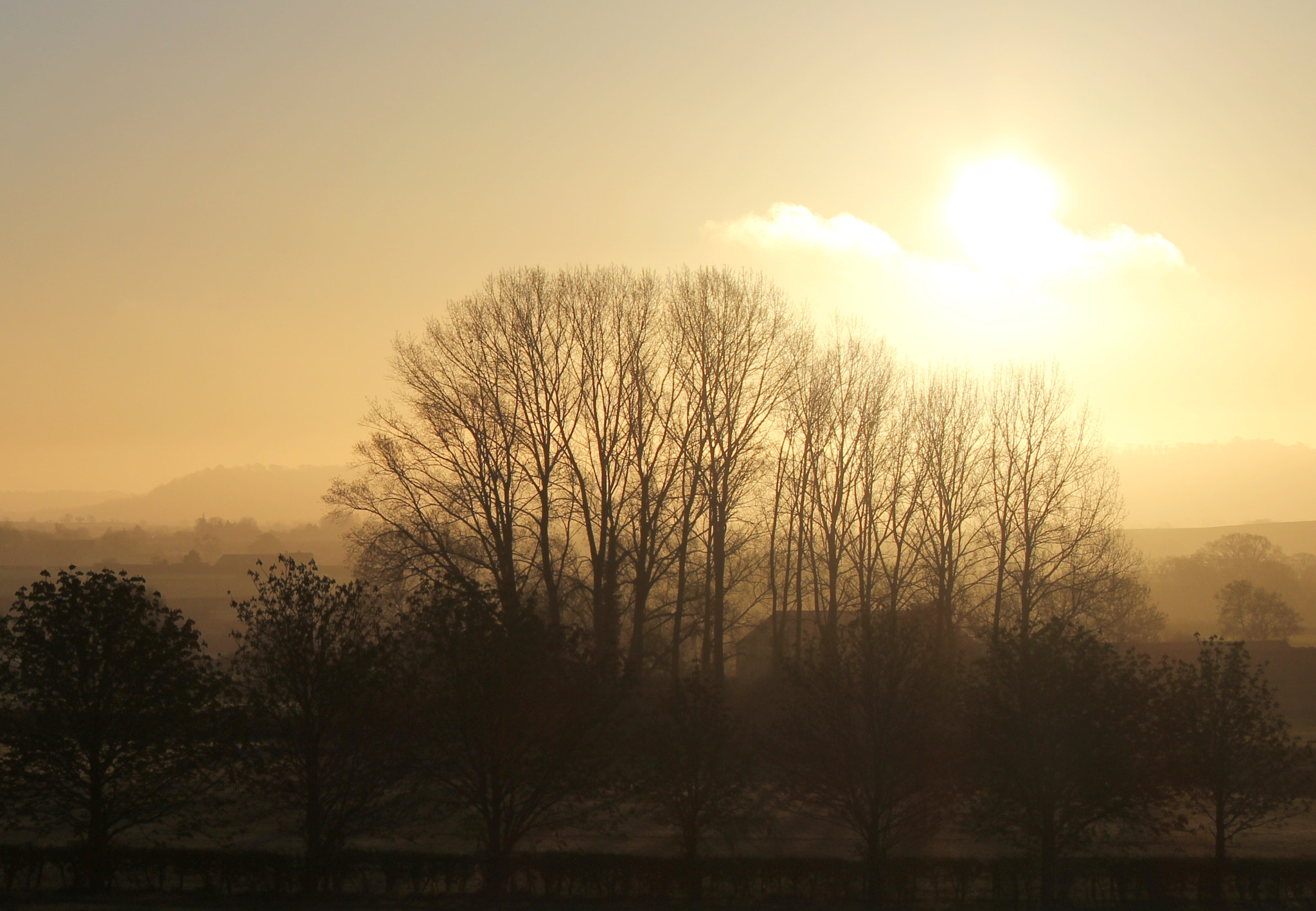 Canon EF-S 18-55mm F3.5-5.6 sample photo. Trees in early morning mist photography