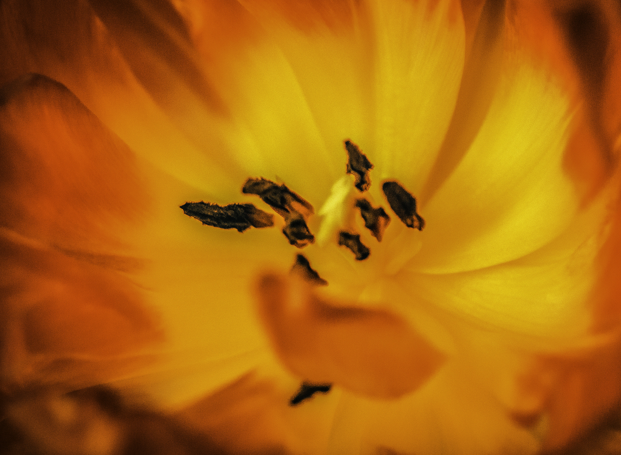 Panasonic Lumix DMC-G5 sample photo. Flowers photography