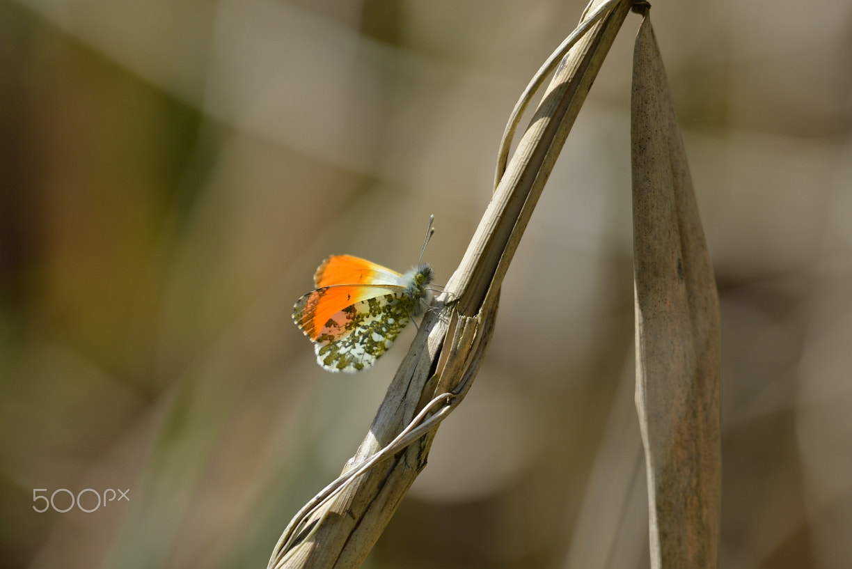 Nikon D800 + Nikon AF-S Nikkor 400mm F2.8G ED VR II sample photo. Orange-tip butterfly (anthocharis cardamines) photography