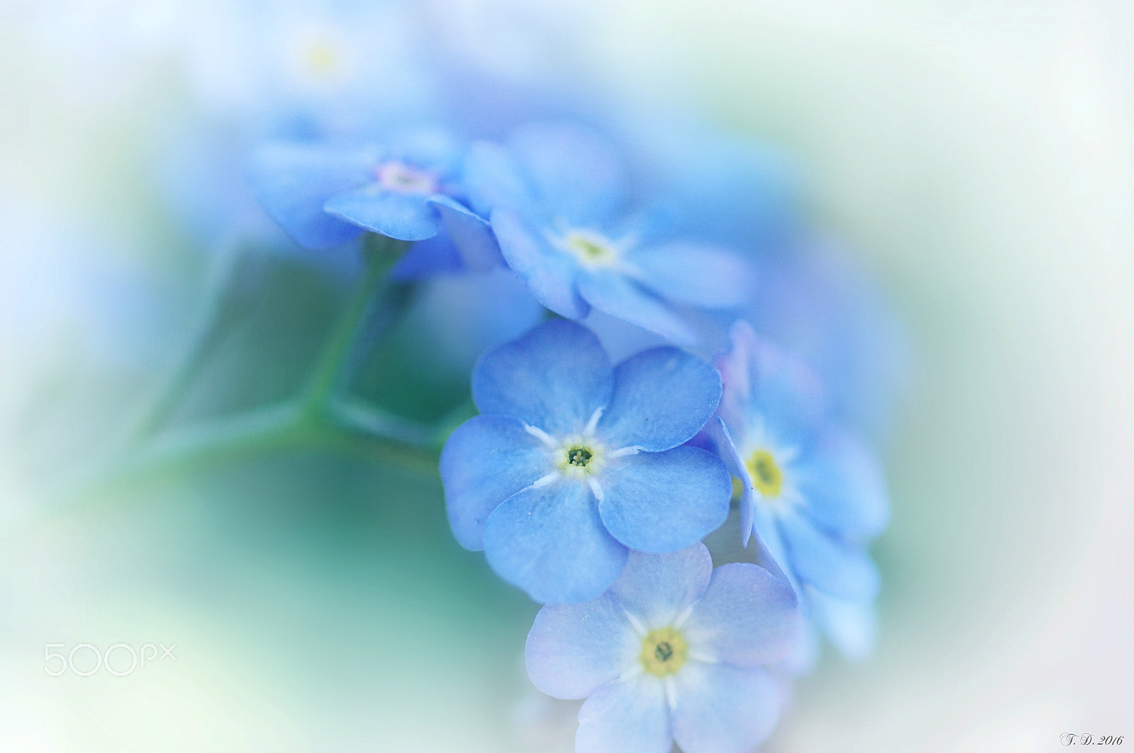 Pentax smc D-FA 100mm F2.8 macro sample photo. Vergiss mein nicht - forget me not photography