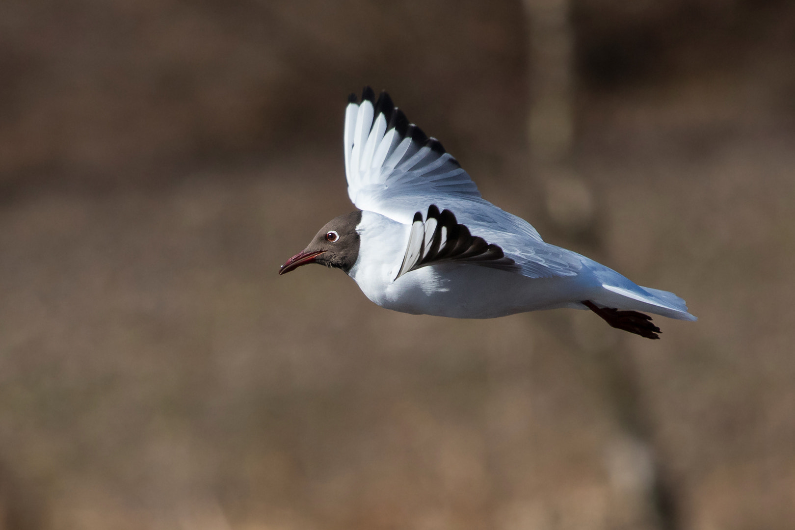 Canon EF 100-400mm F4.5-5.6L IS USM sample photo. Black-headed gull photography