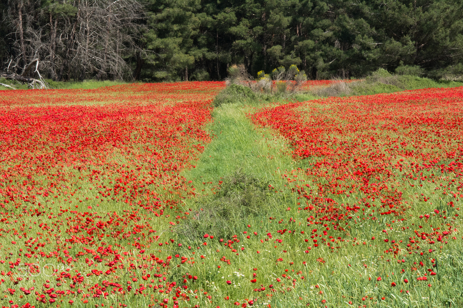 Sigma 17-70mm F2.8-4 DC Macro OS HSM sample photo. Spring in poppy red 4 photography