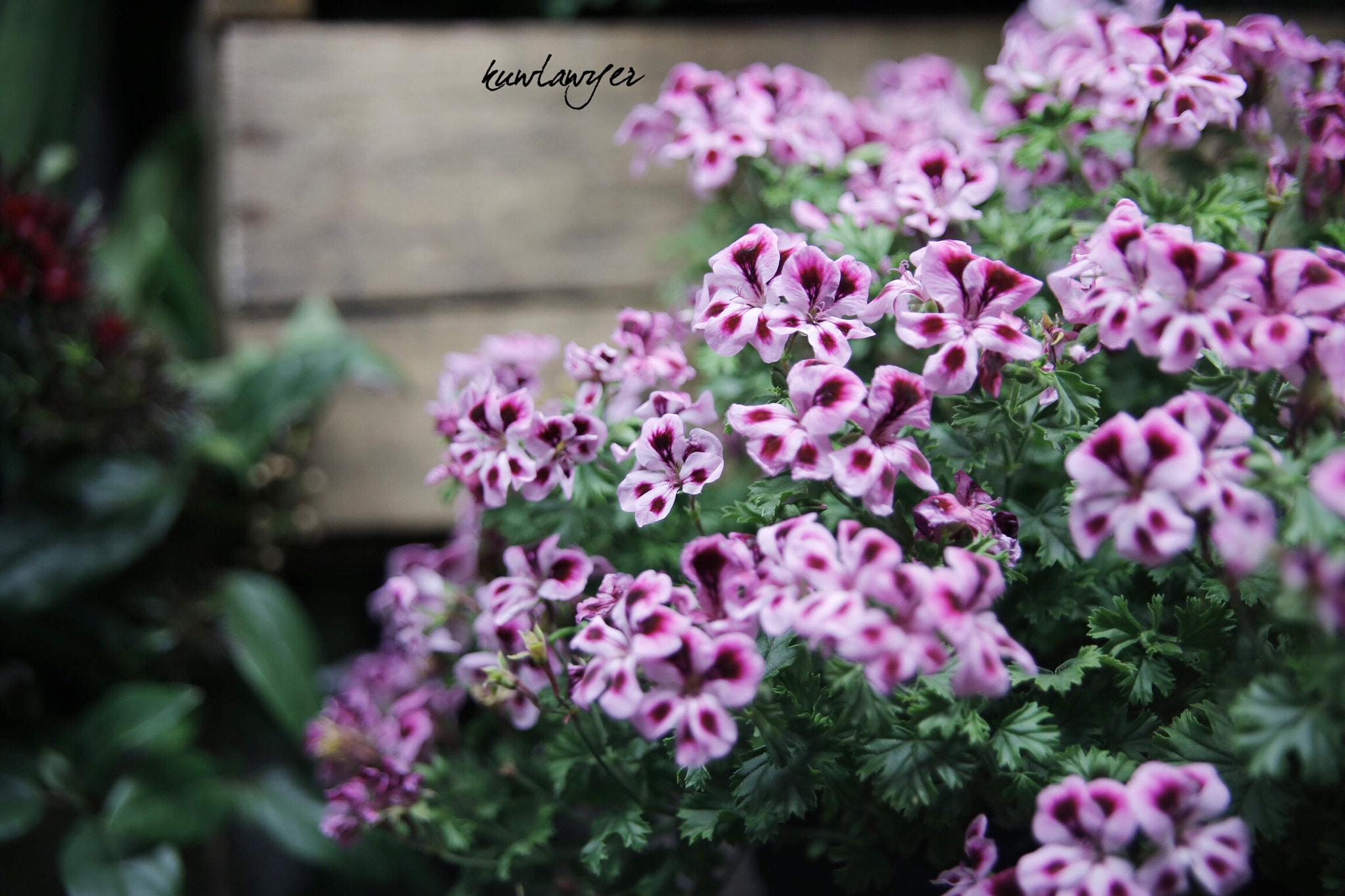 Canon EOS 6D + Canon 24-70mm sample photo. Flowers photography