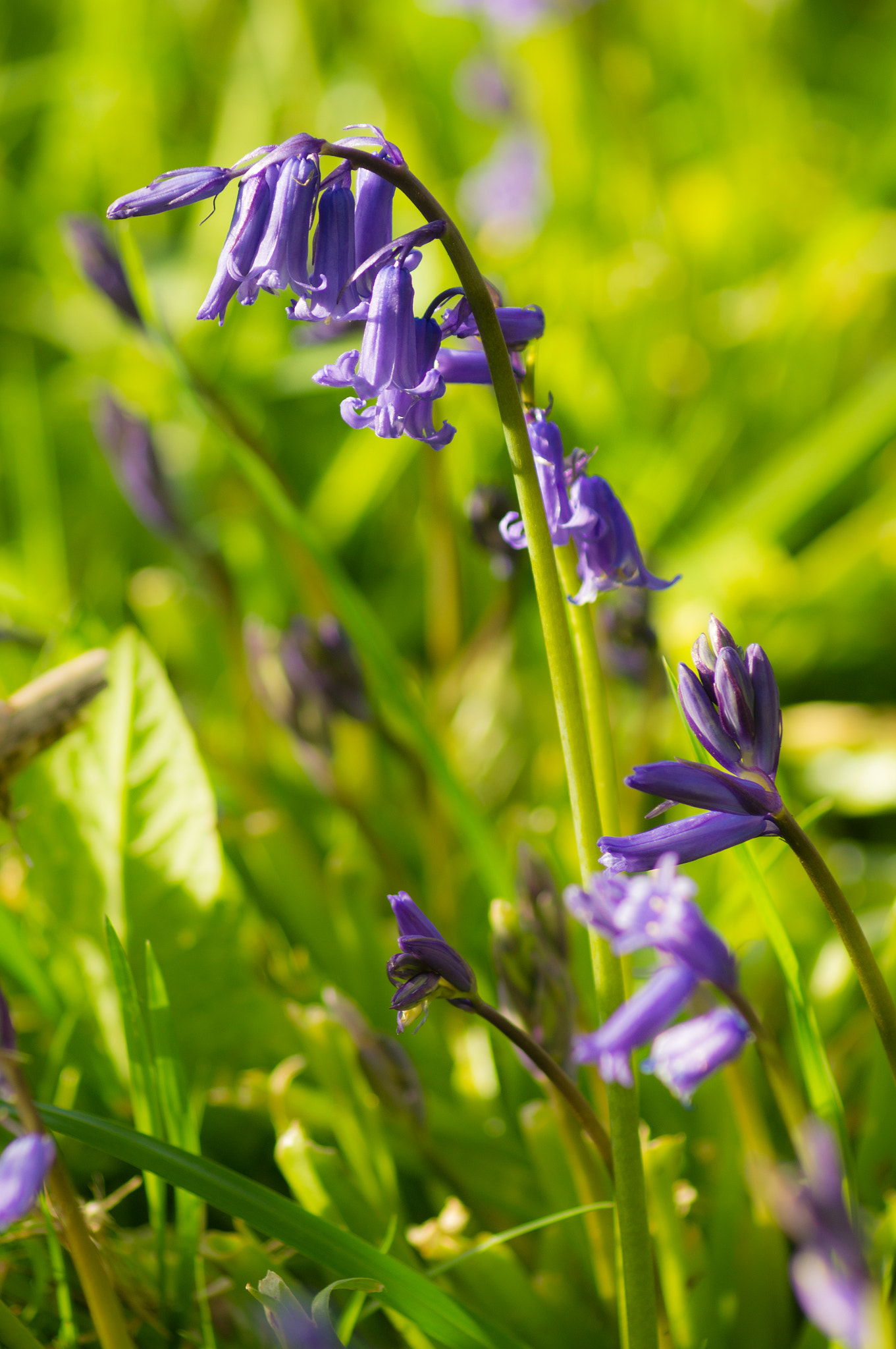 Sony 75-300mm F4.5-5.6 sample photo. Native bluebell photography