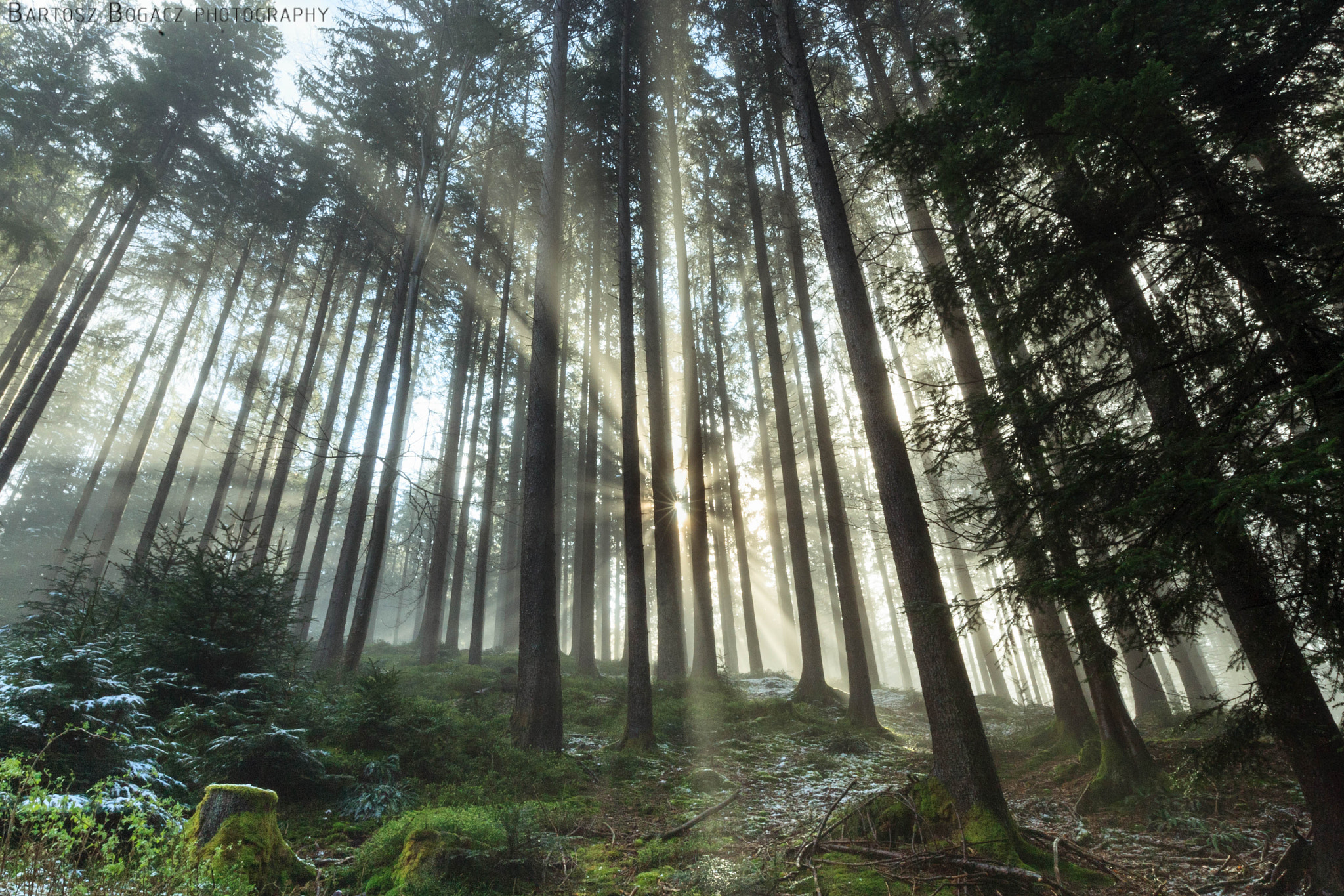 Canon EOS-1D Mark III sample photo. Sunset in foggy forest in biberbrugg photography