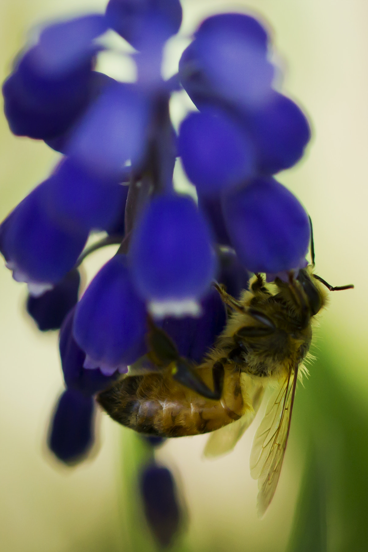 Canon EF 100mm F2.8L Macro IS USM sample photo. Hanging around photography