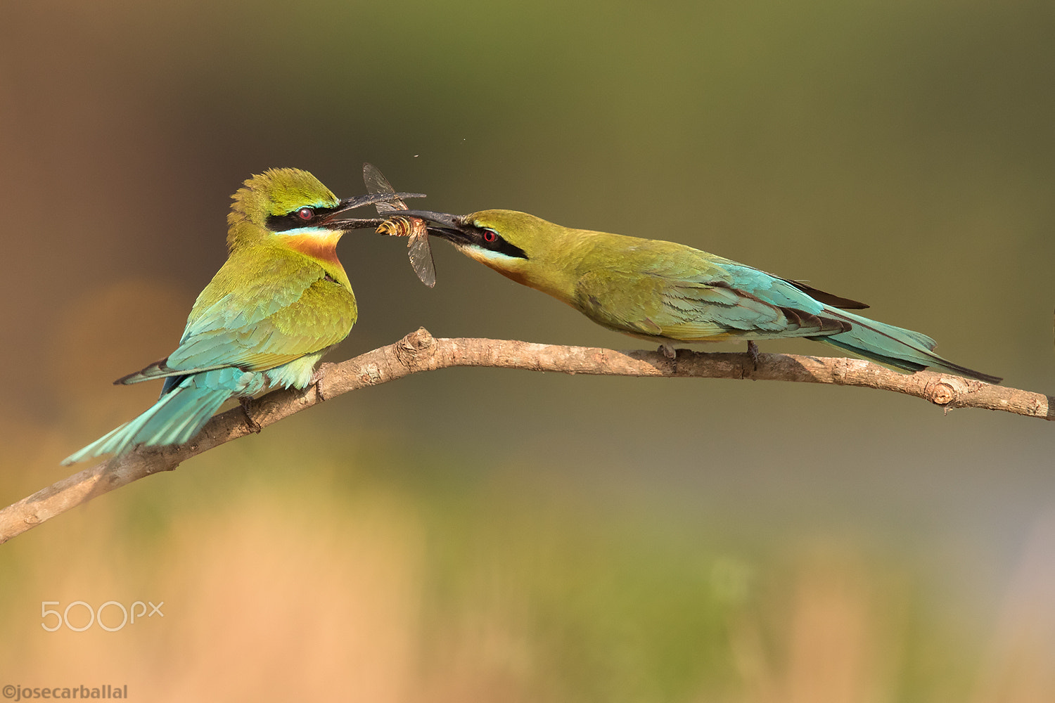 Canon EF 600mm F4L IS II USM sample photo. Wanna date me? photography