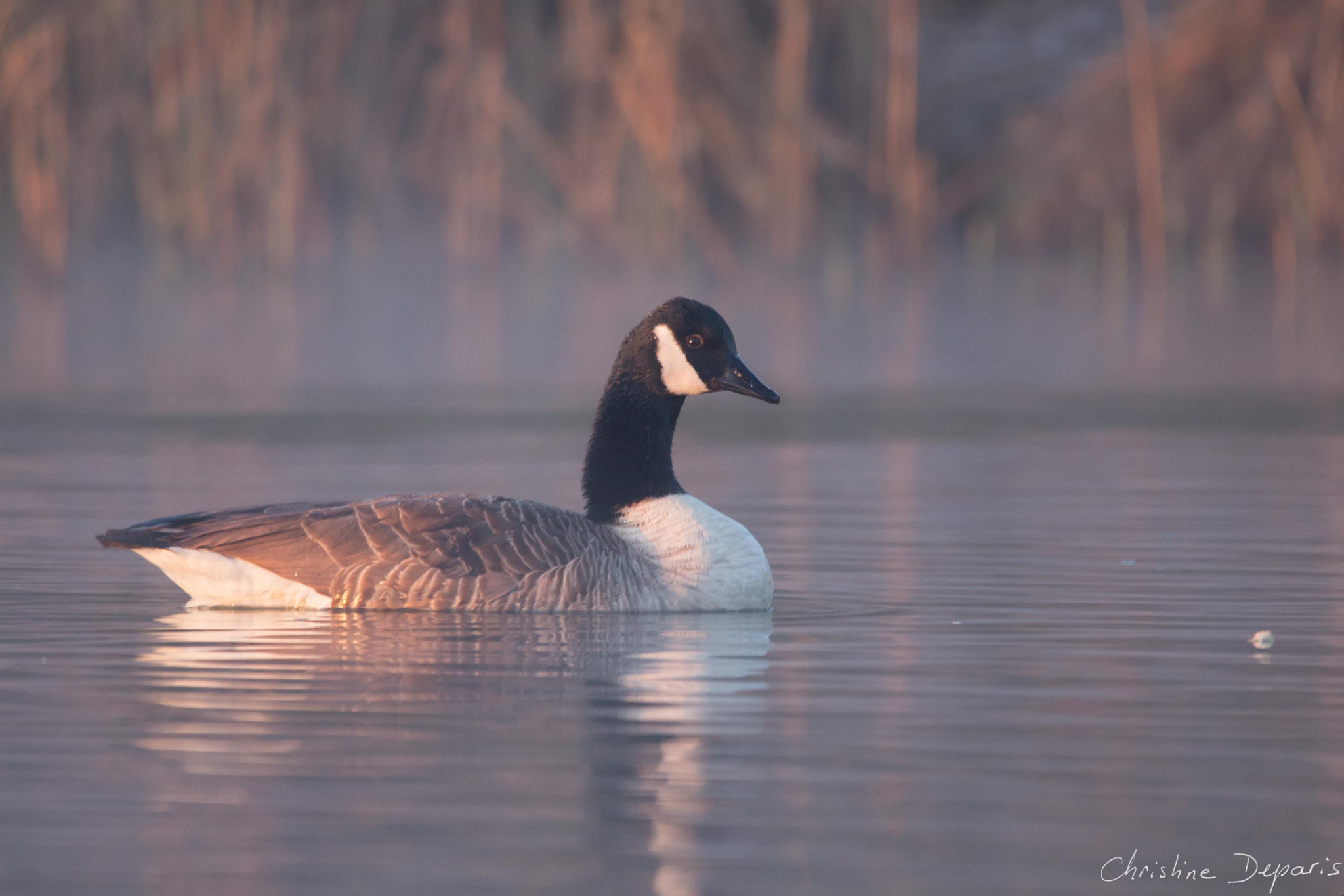 Sigma 150-600mm F5-6.3 DG OS HSM | C sample photo. Canada goose at dawn photography